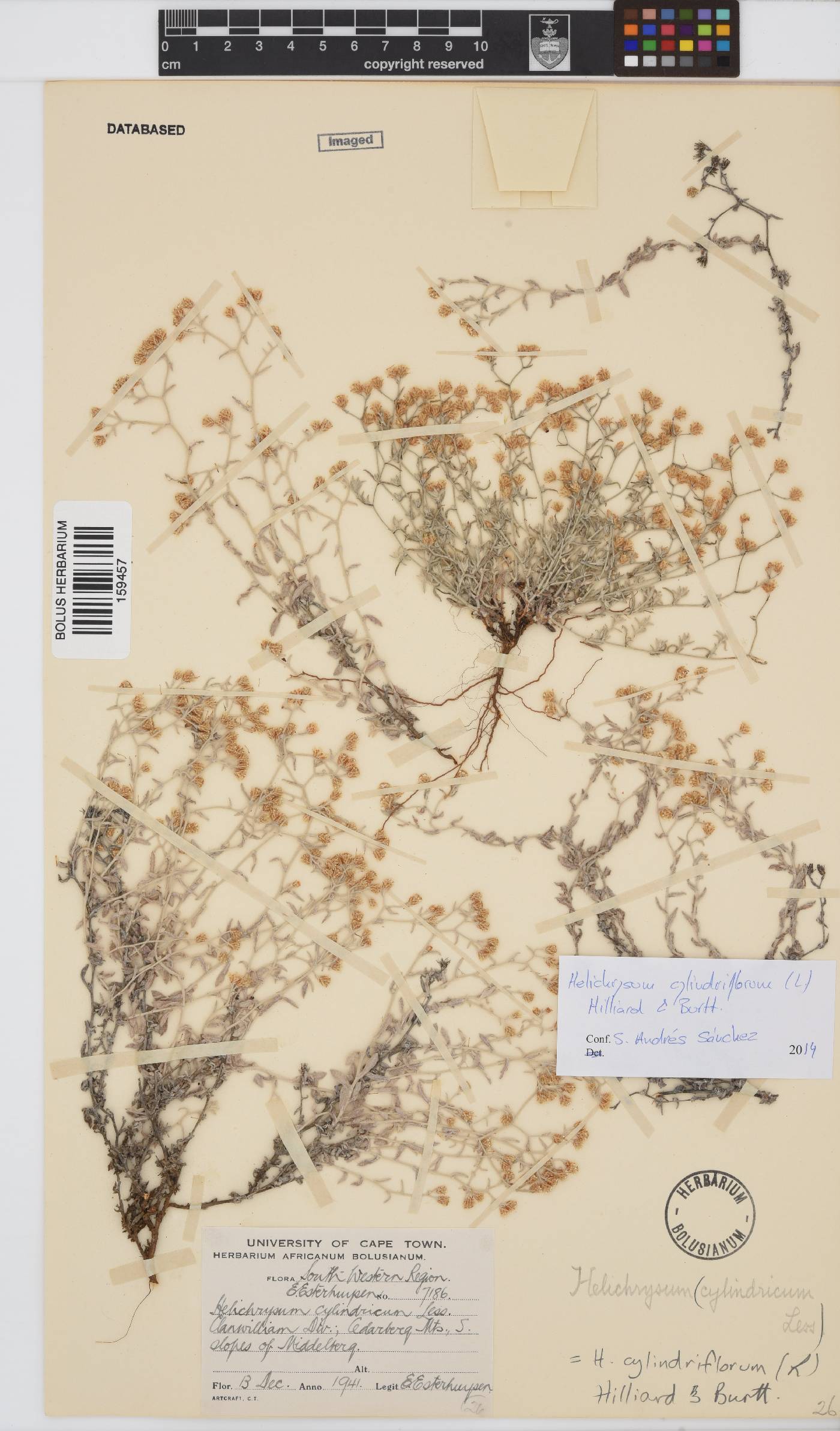 Helichrysum cylindriflorum image