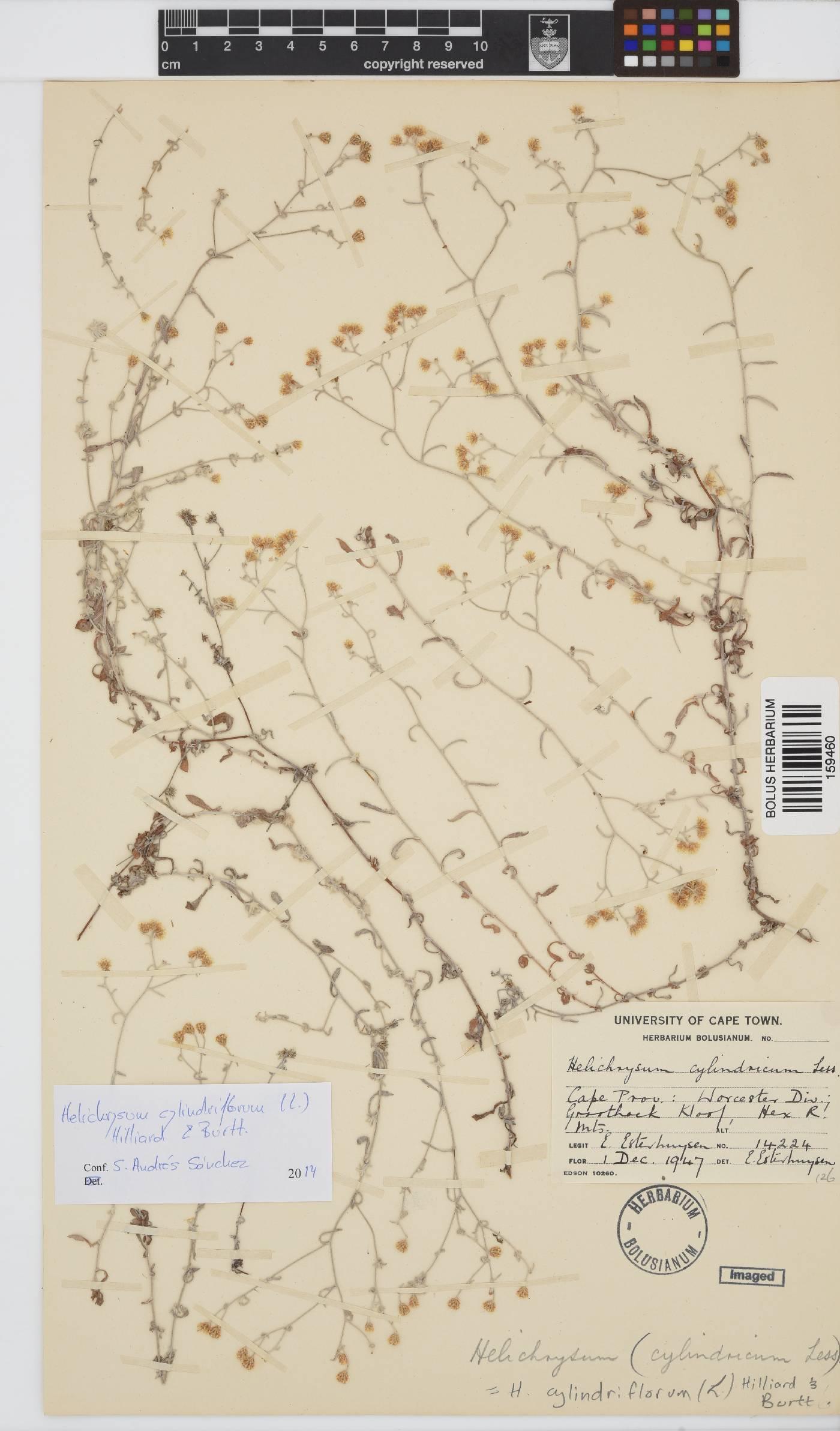 Helichrysum cylindriflorum image