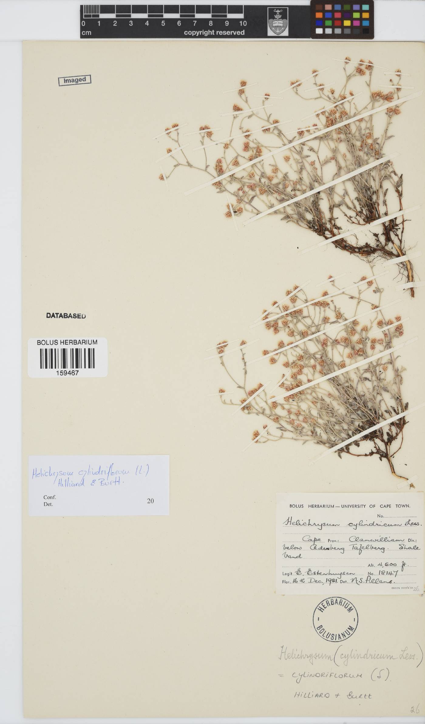 Helichrysum cylindriflorum image