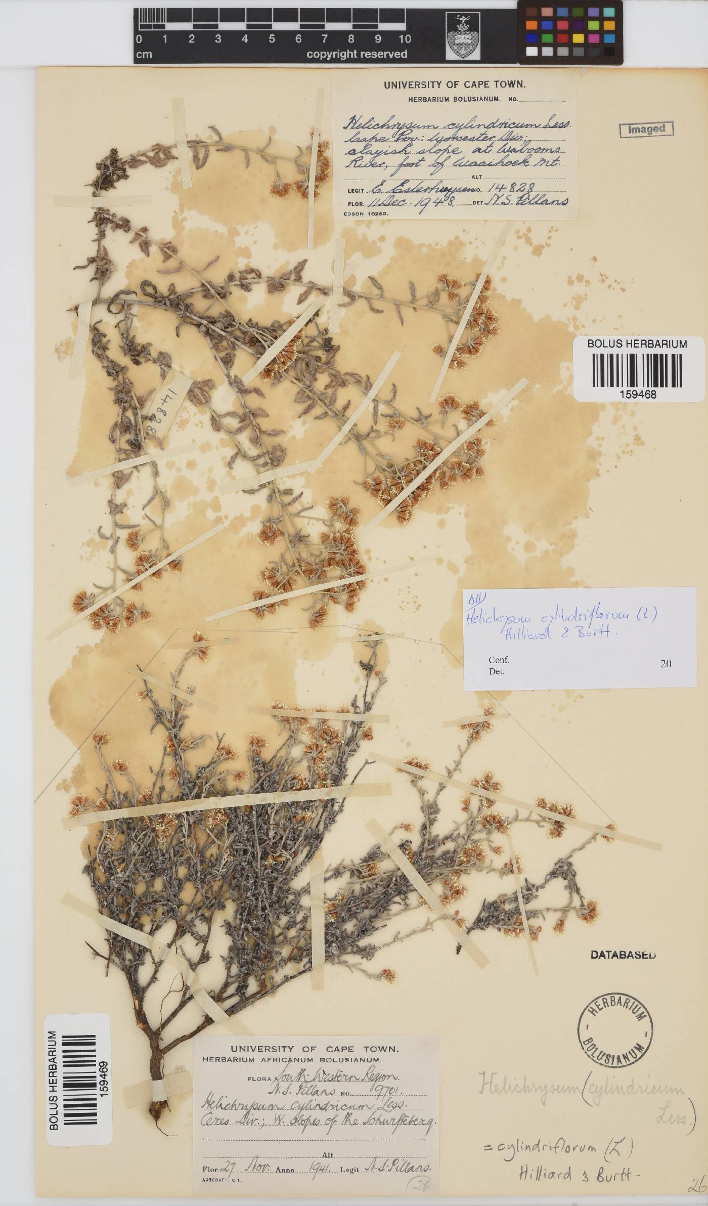 Helichrysum cylindriflorum image