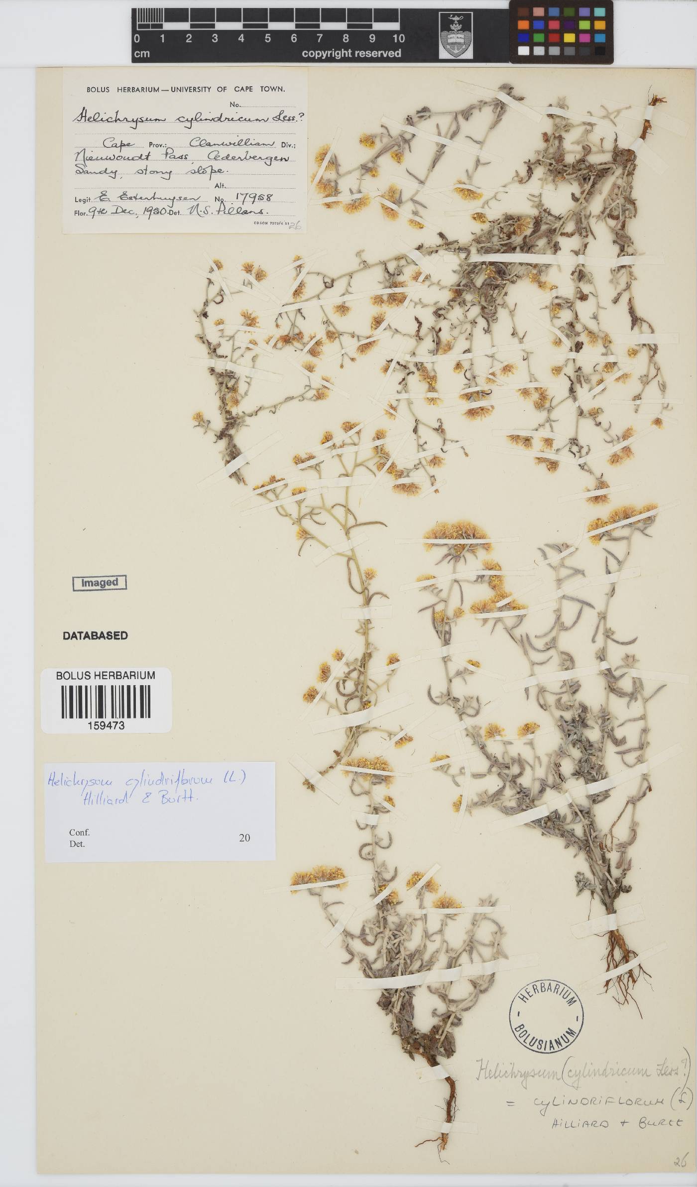 Helichrysum cylindriflorum image