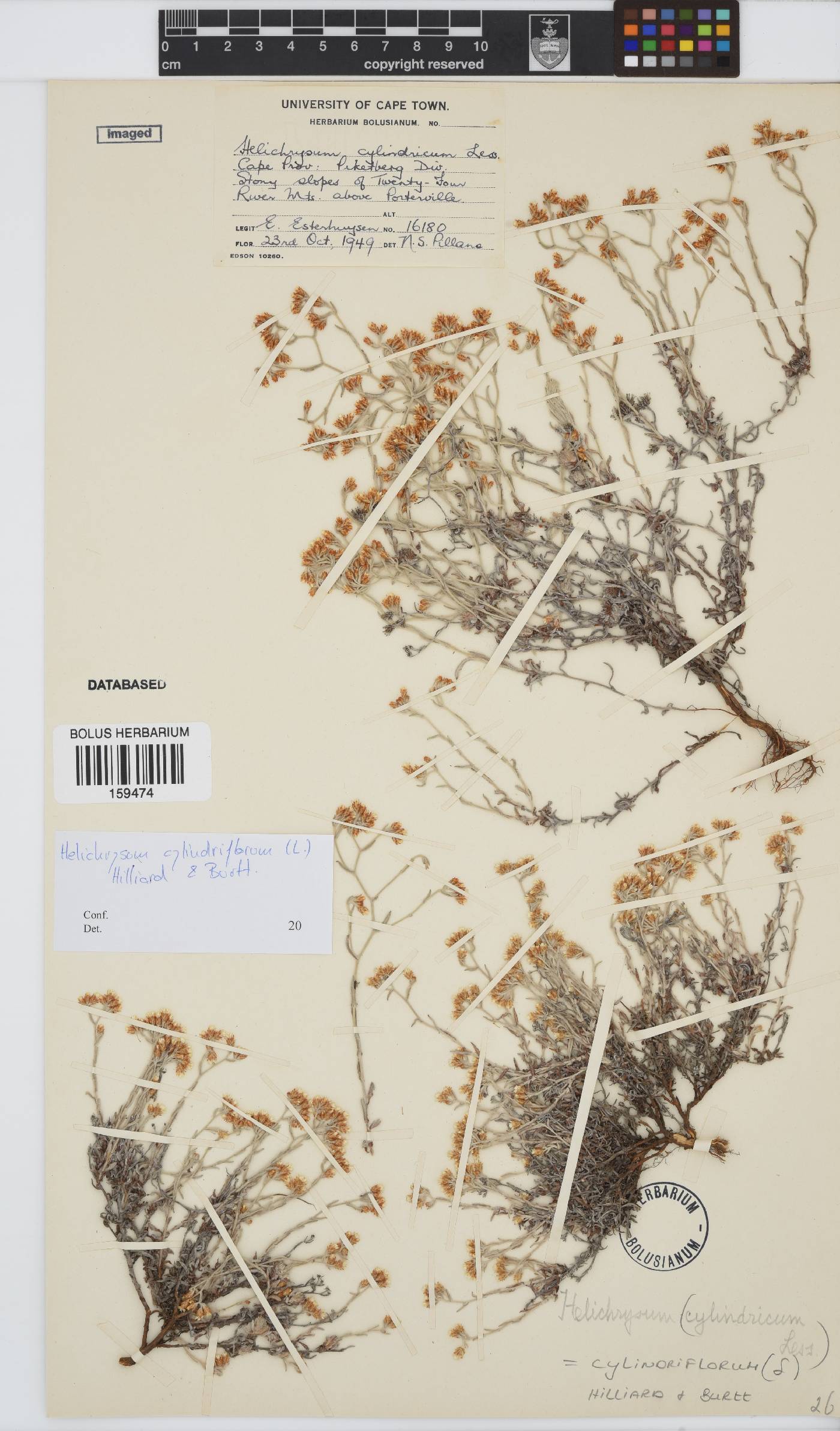 Helichrysum cylindriflorum image