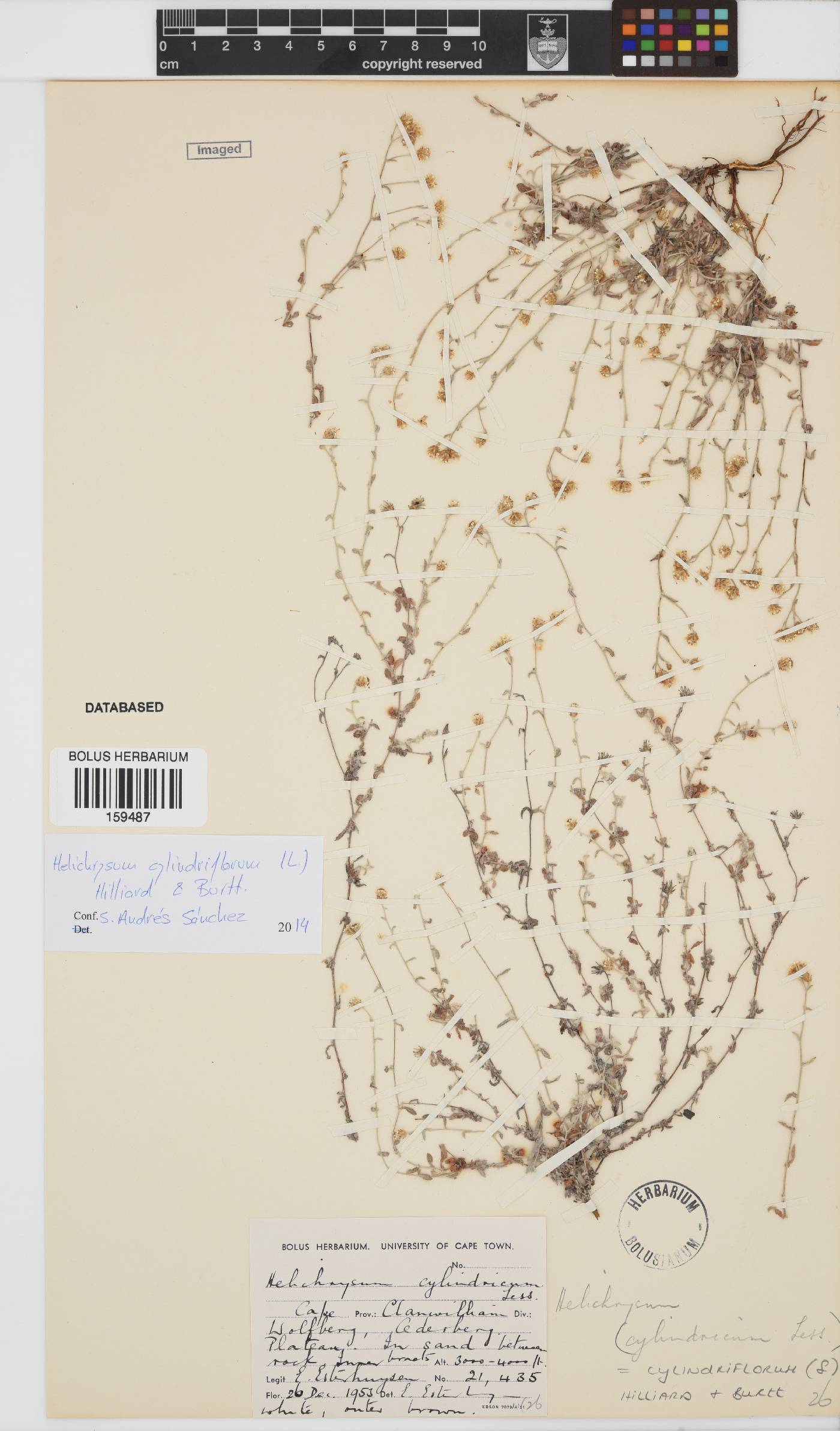 Helichrysum image