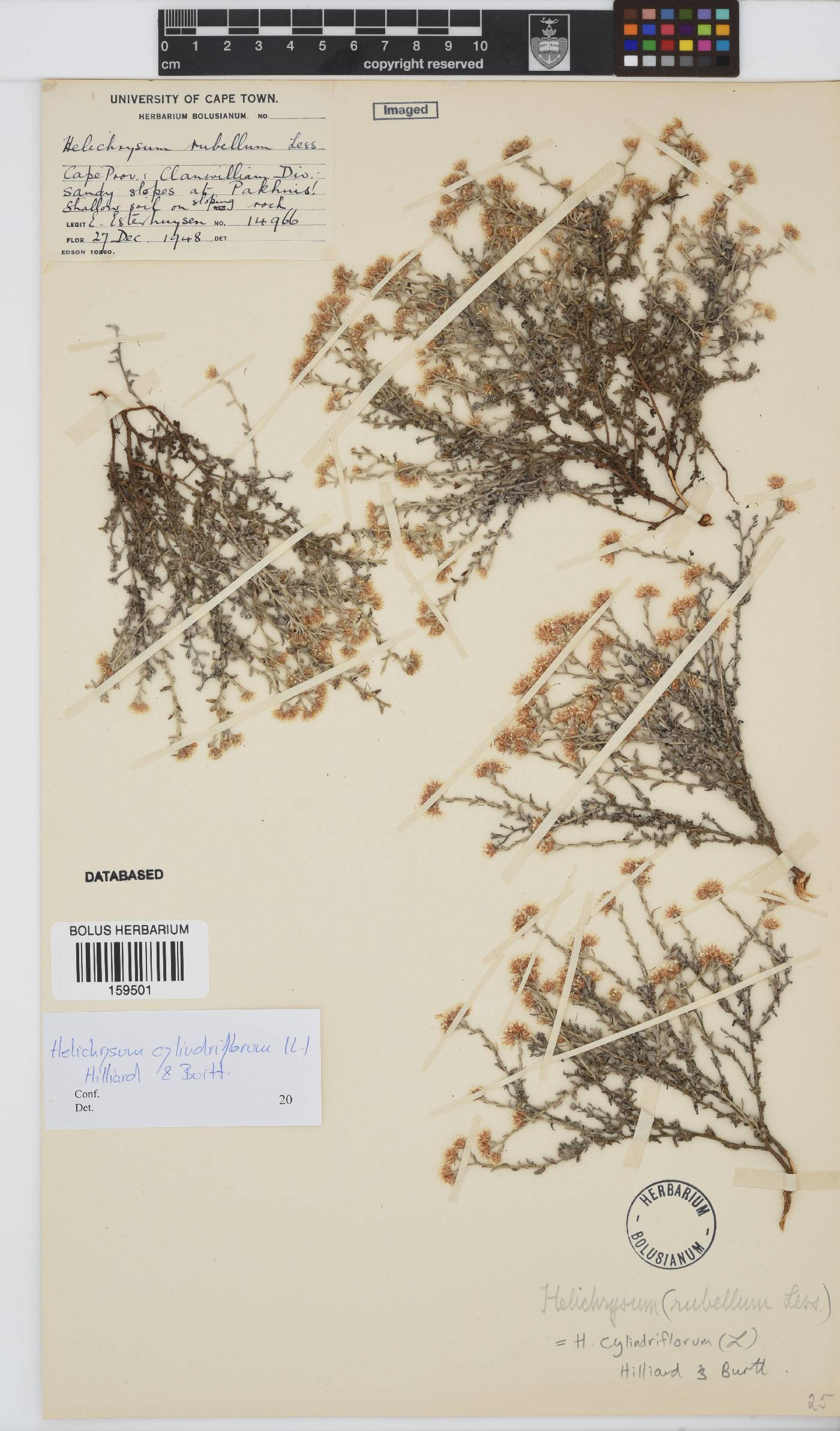 Helichrysum cylindriflorum image