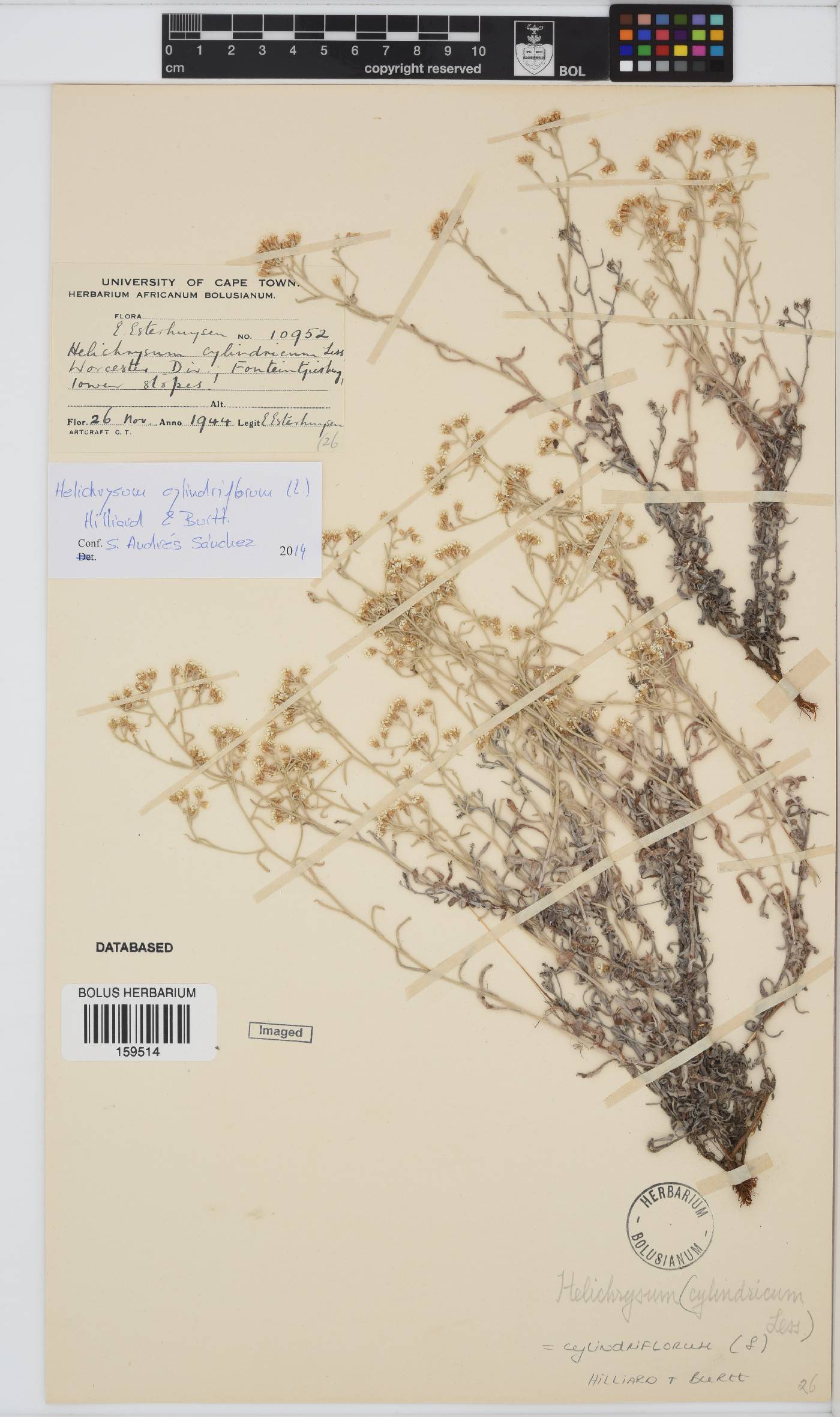 Helichrysum cylindriflorum image