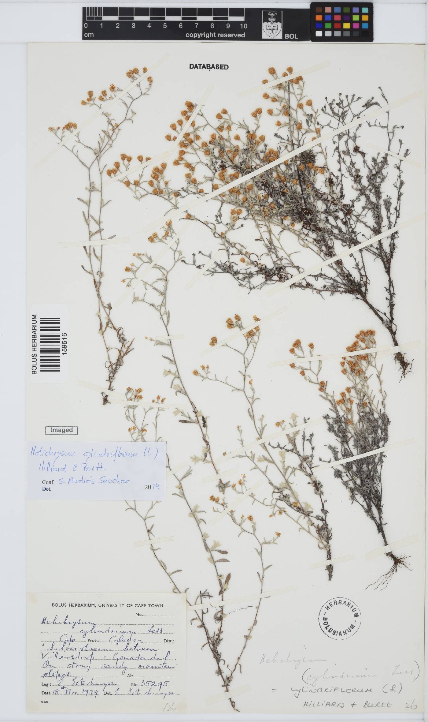 Helichrysum cylindriflorum image