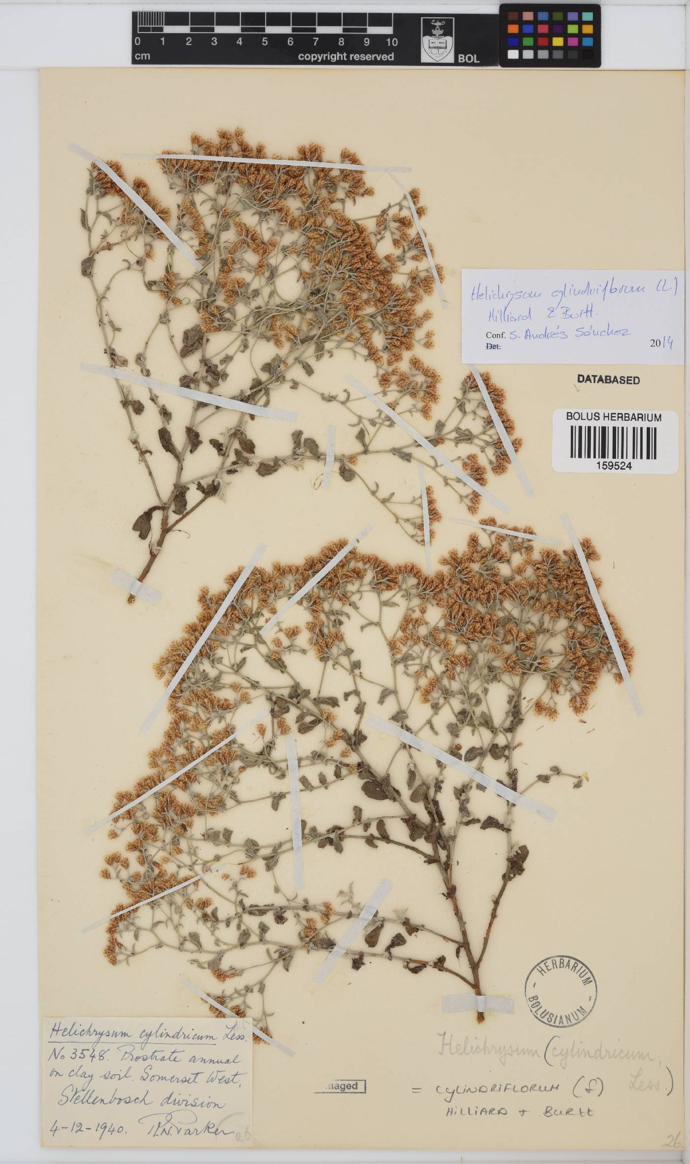 Helichrysum cylindriflorum image