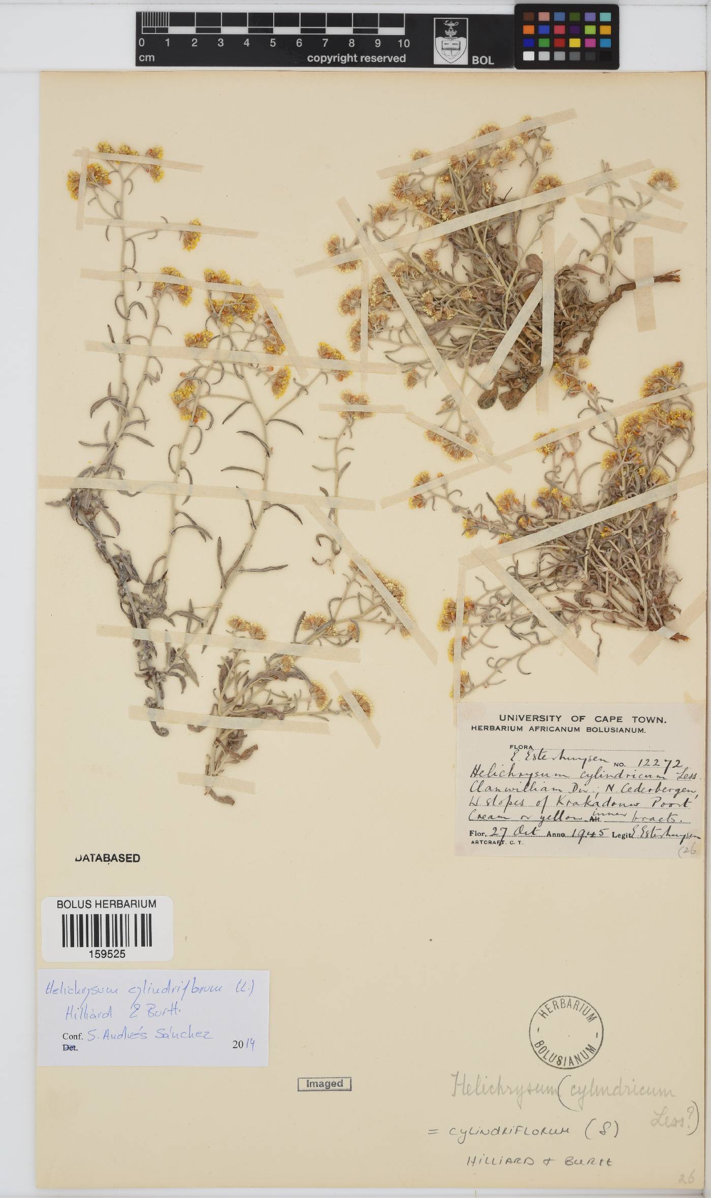 Helichrysum cylindriflorum image