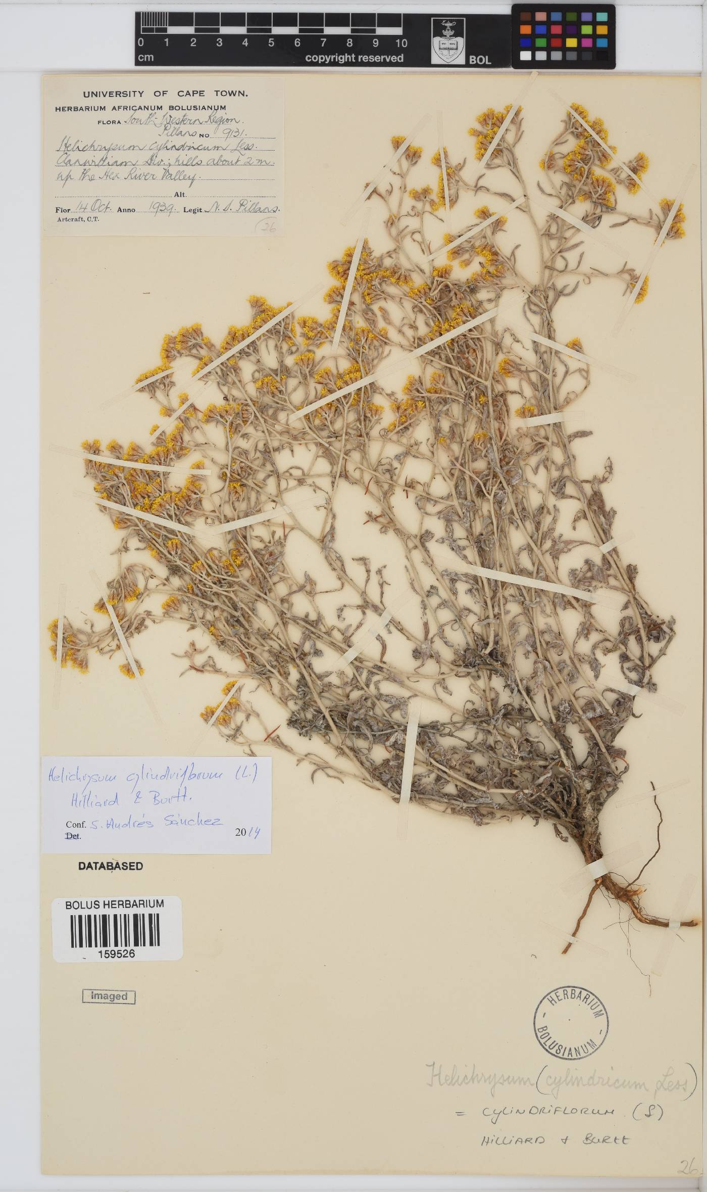 Helichrysum cylindriflorum image