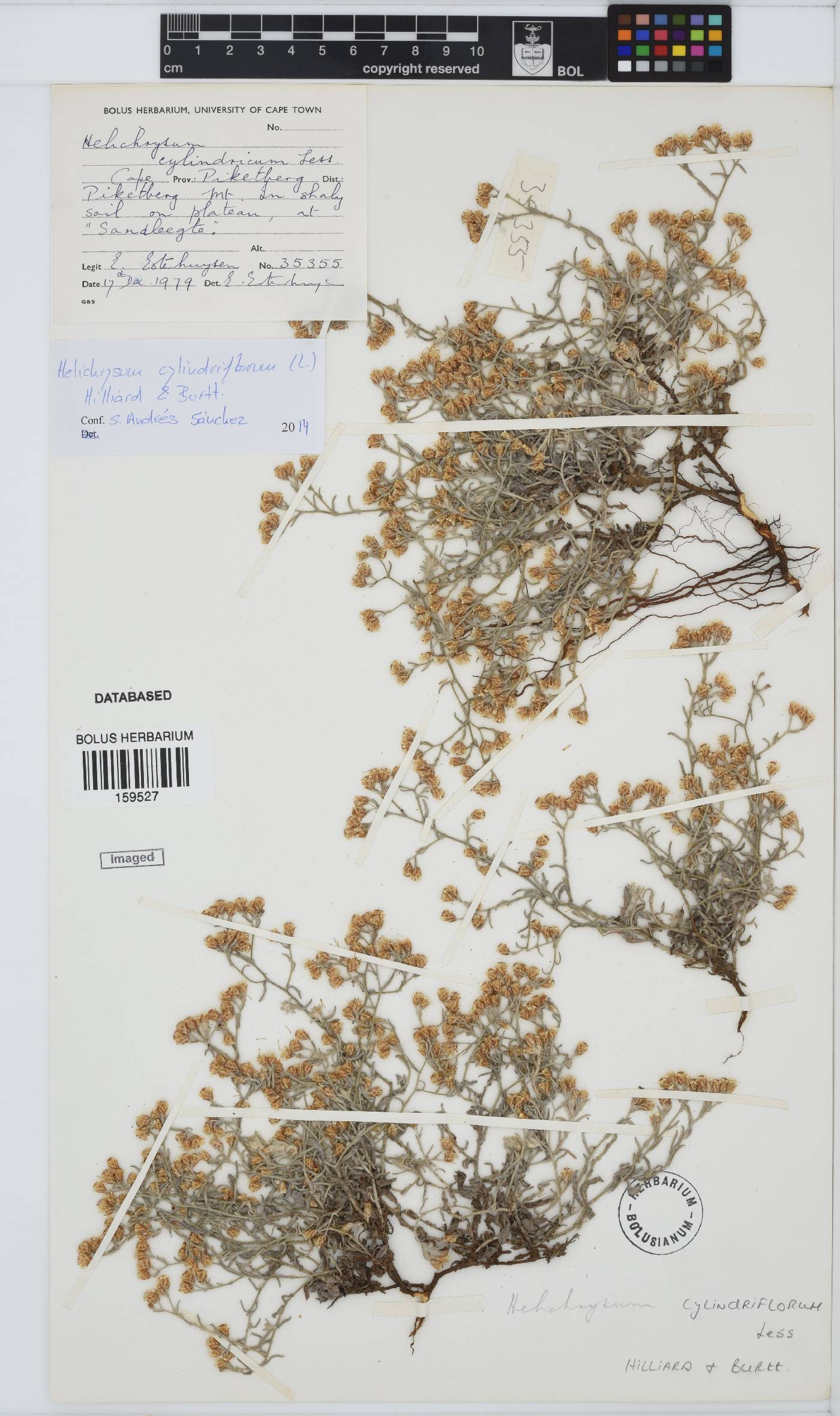 Helichrysum cylindriflorum image