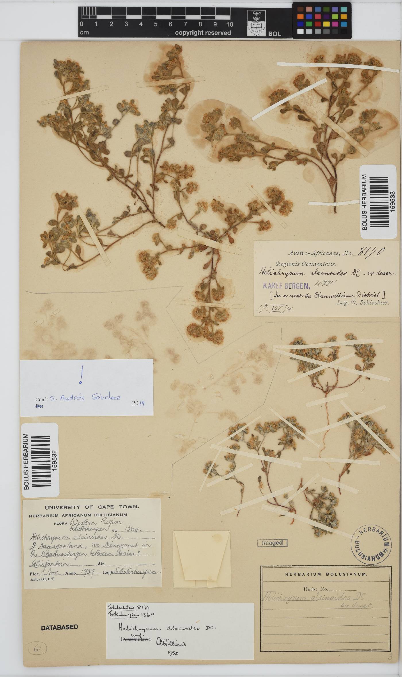 Helichrysum alsinoides image