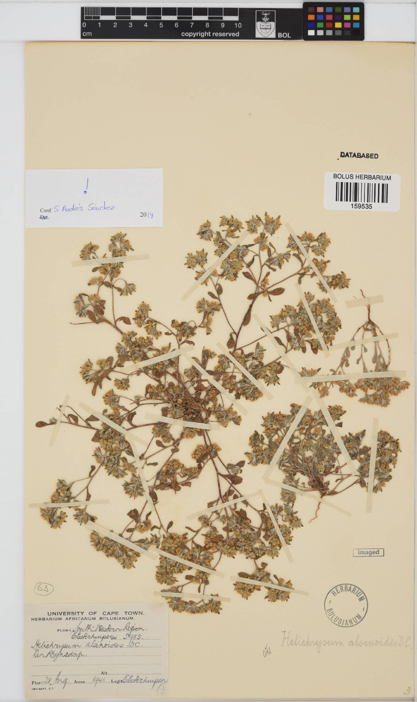 Helichrysum alsinoides image