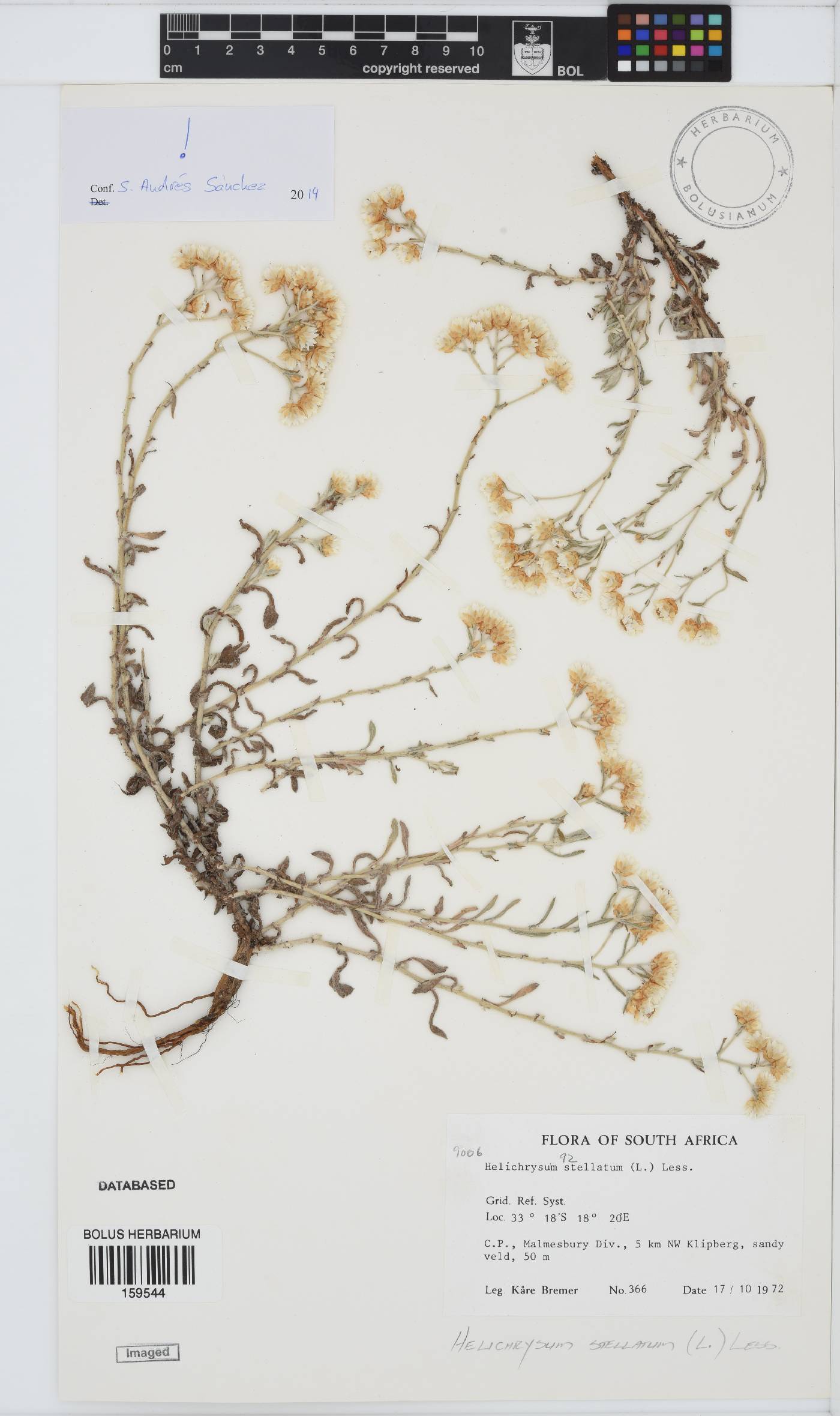 Helichrysum stellatum image