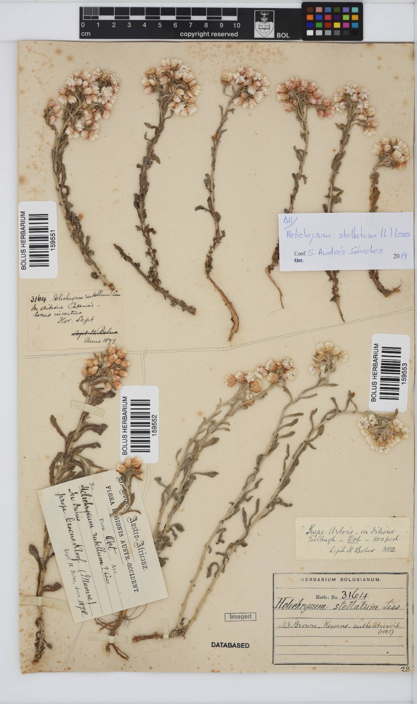 Helichrysum stellatum image