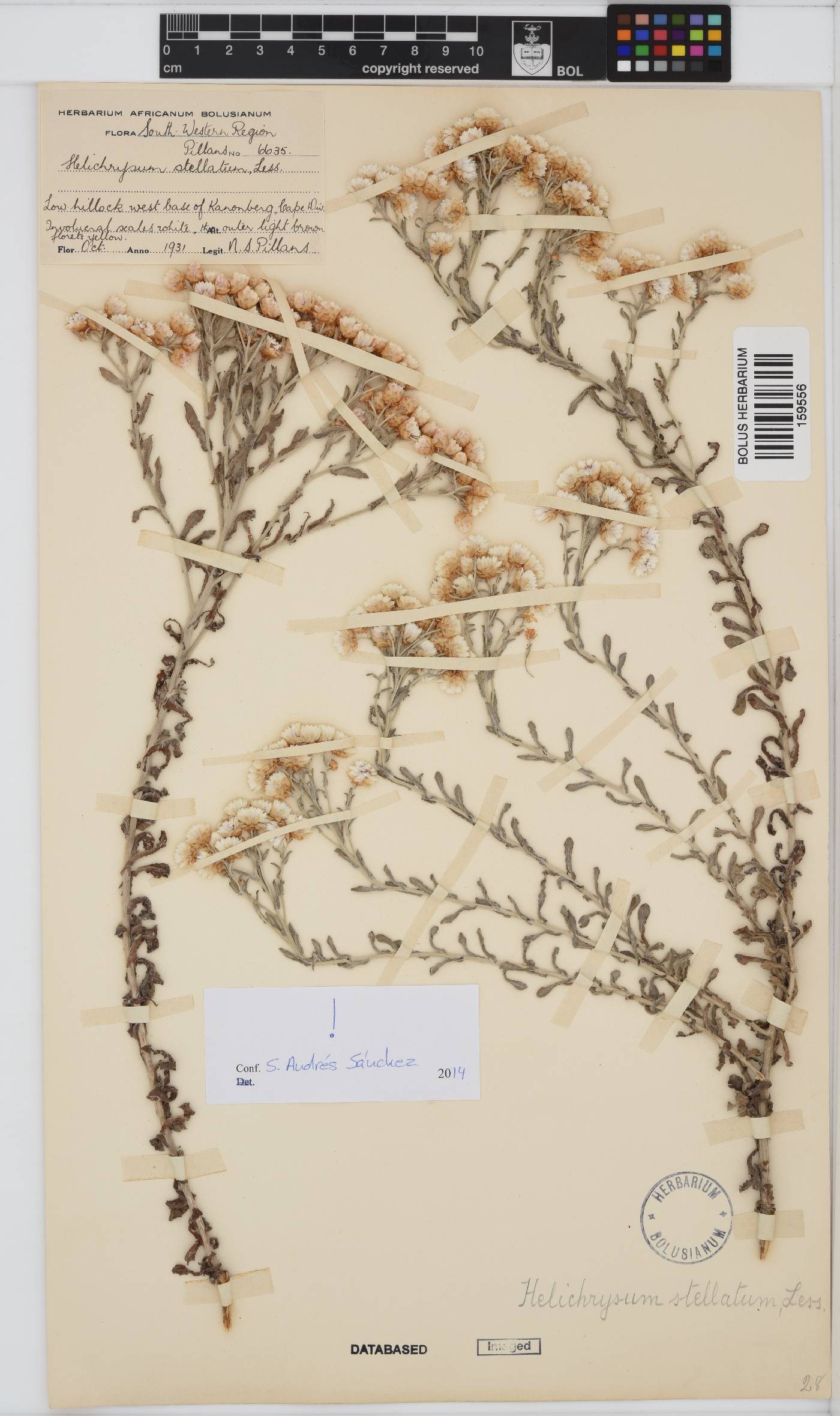 Helichrysum stellatum image