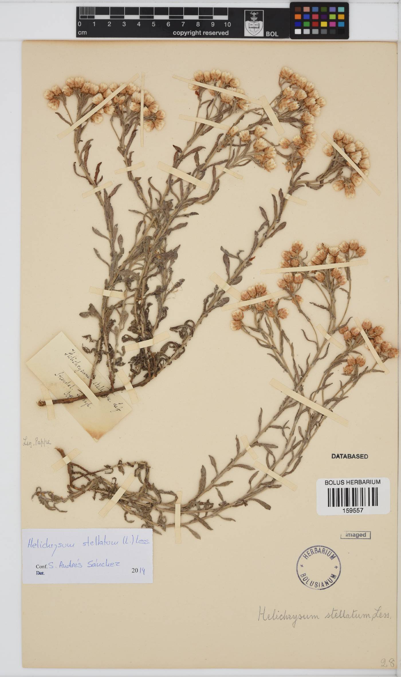 Helichrysum stellatum image