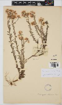 Helichrysum stellatum image