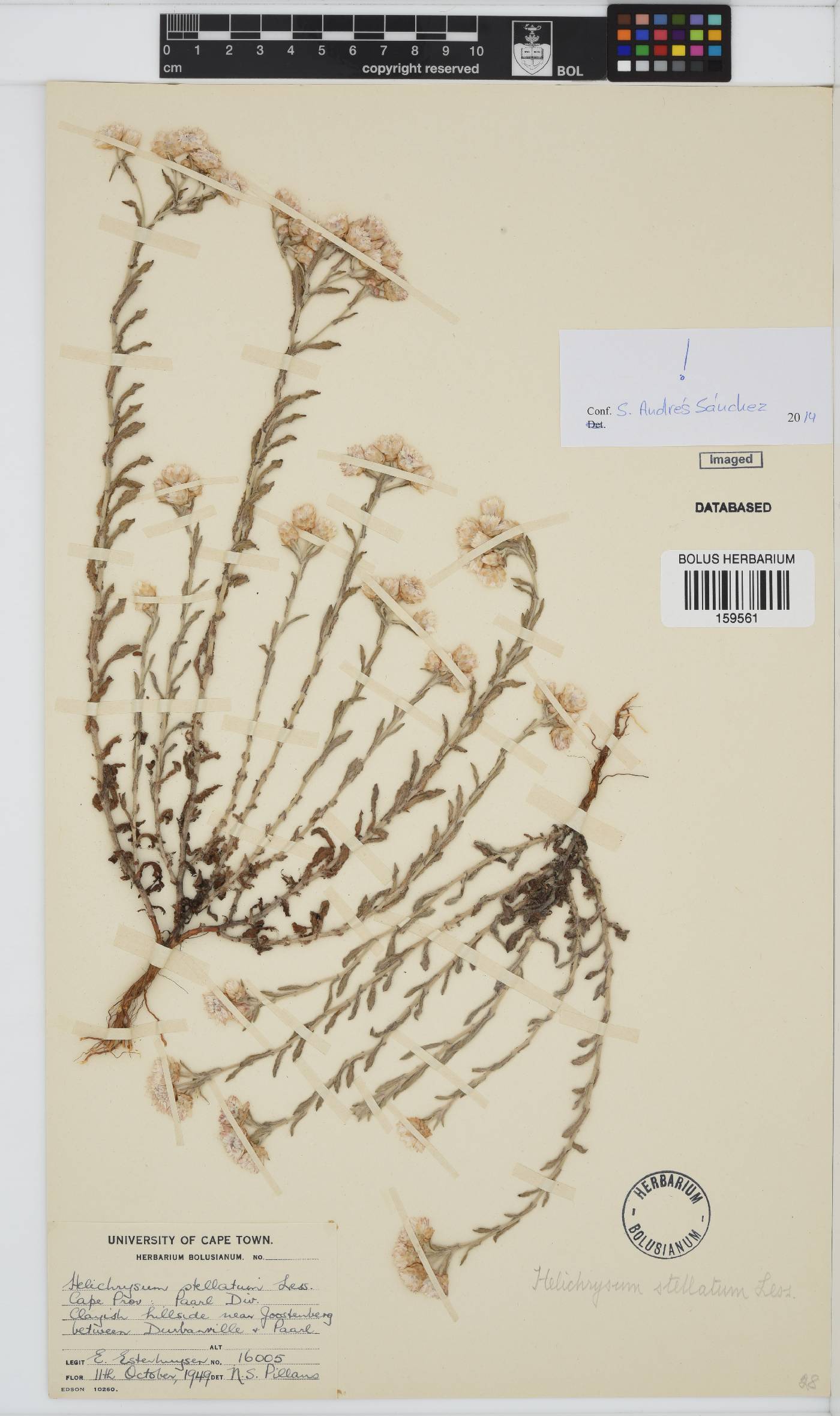 Helichrysum stellatum image