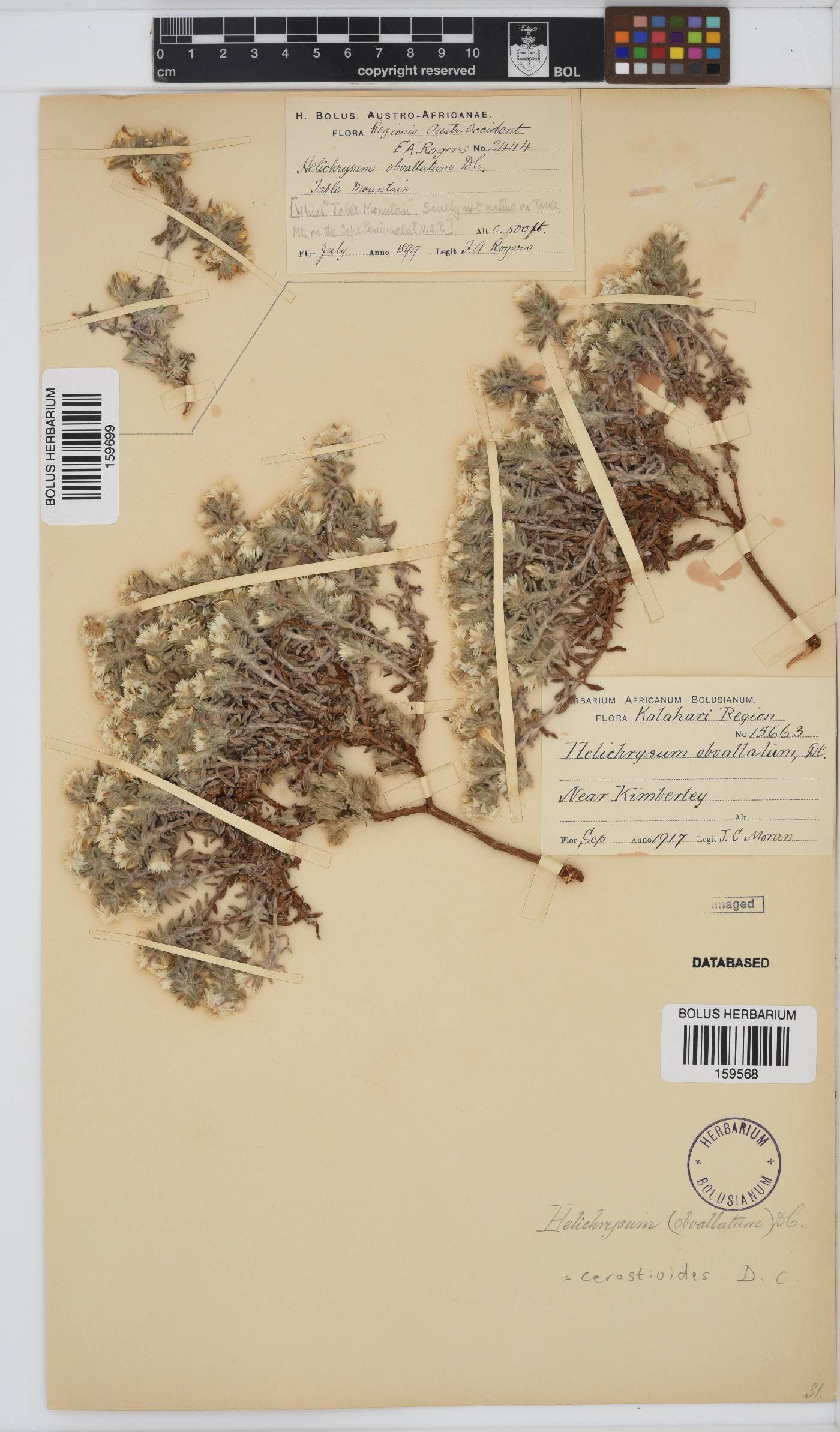 Helichrysum cerastioides image