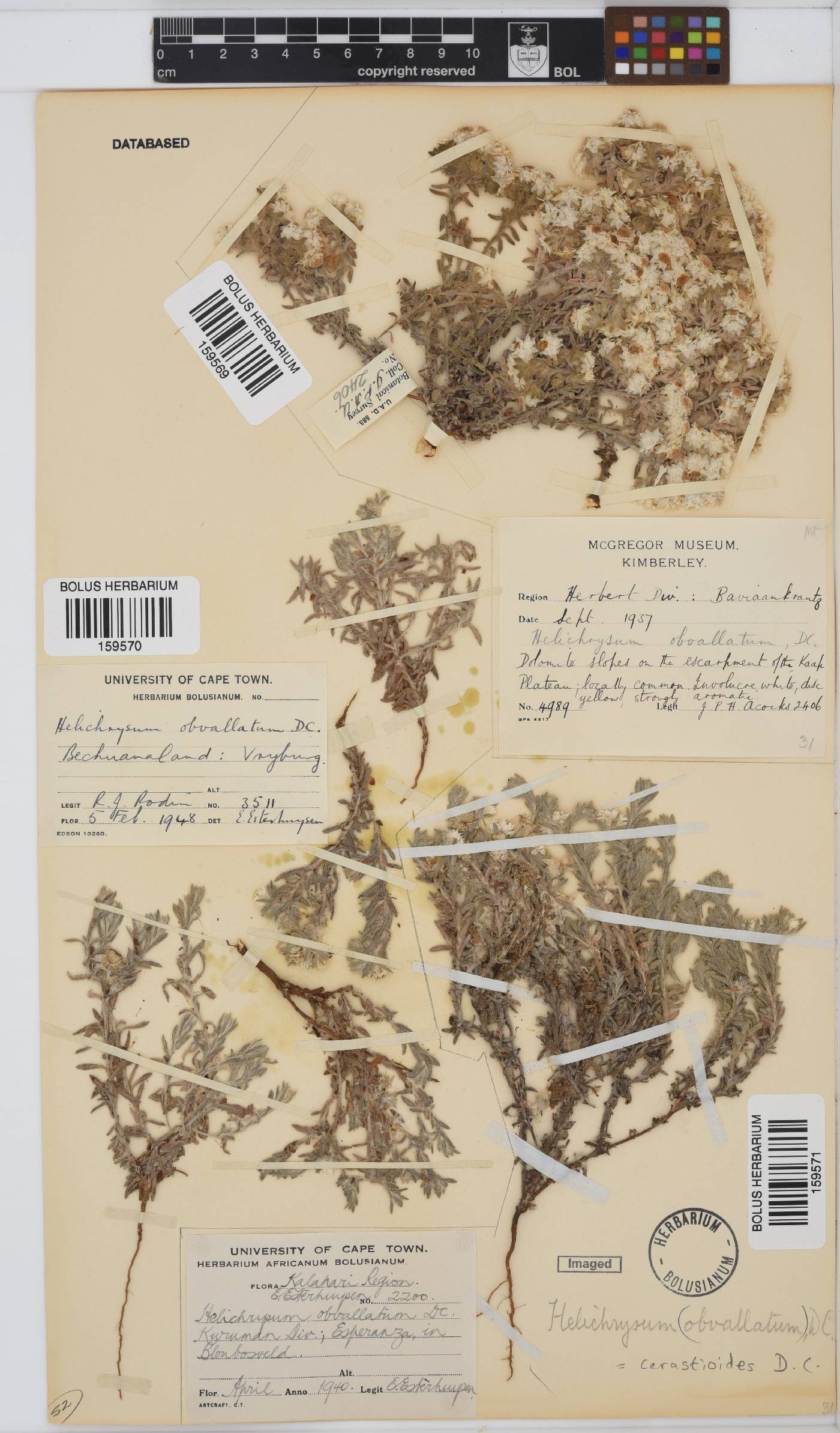 Helichrysum cerastioides var. cerastioides image