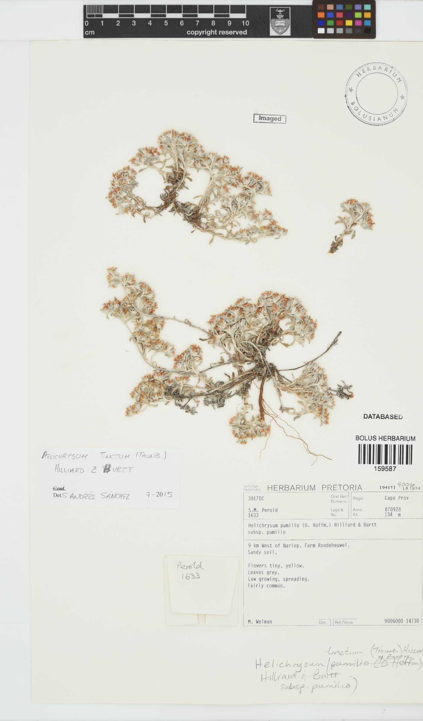 Helichrysum tinctum image