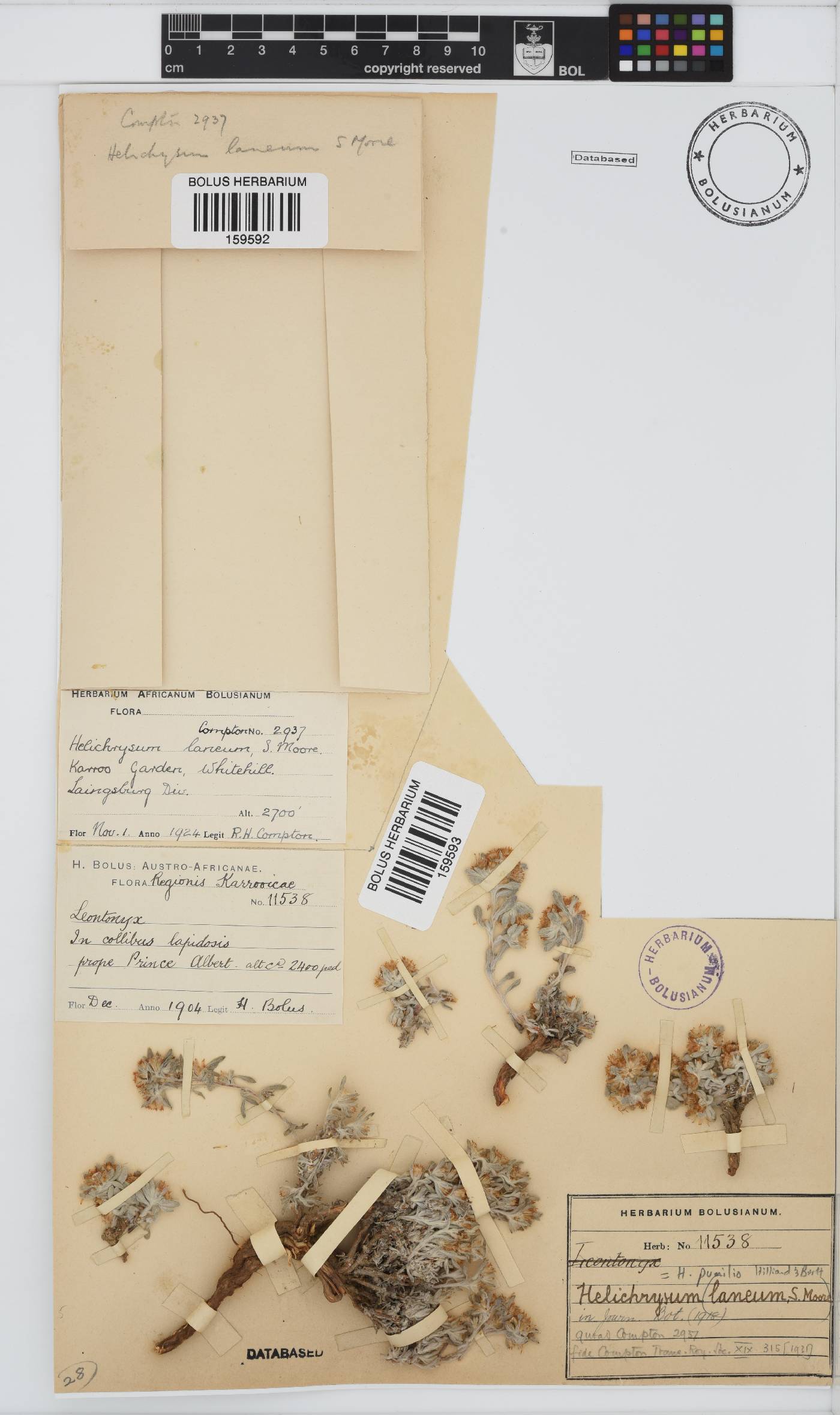 Helichrysum pumilio subsp. pumilio image