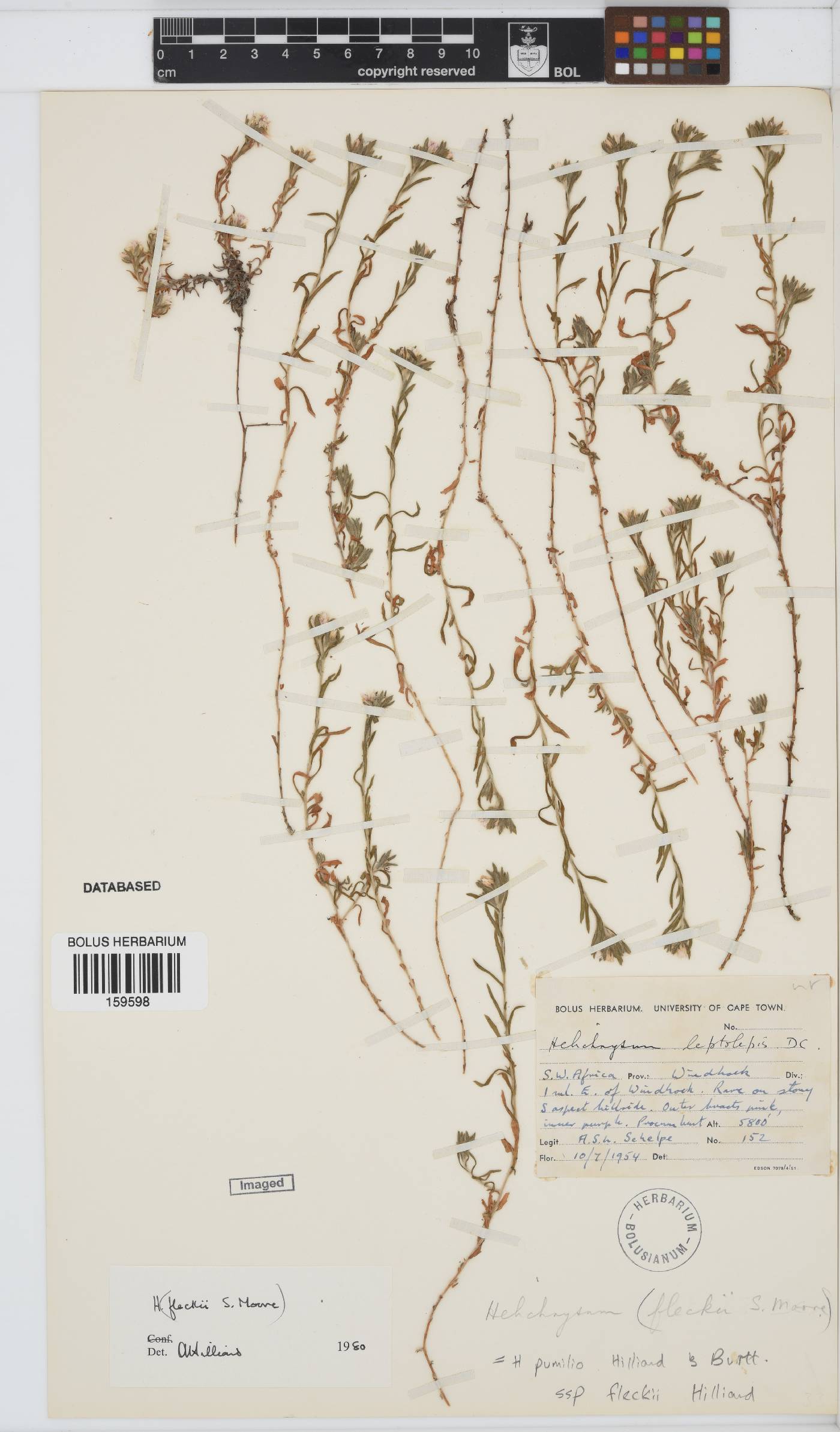 Helichrysum pumilio subsp. fleckii image