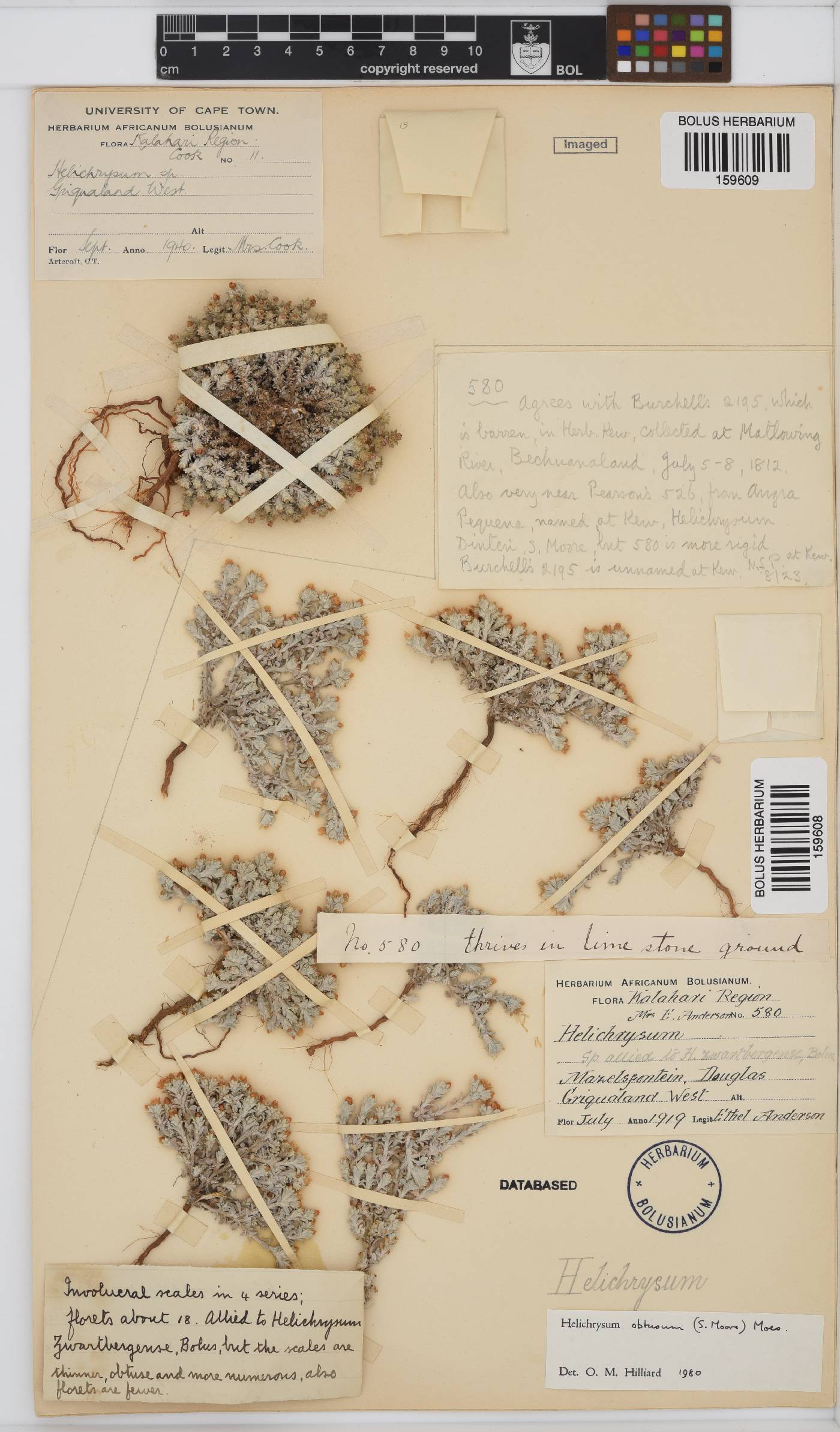 Helichrysum obtusum image