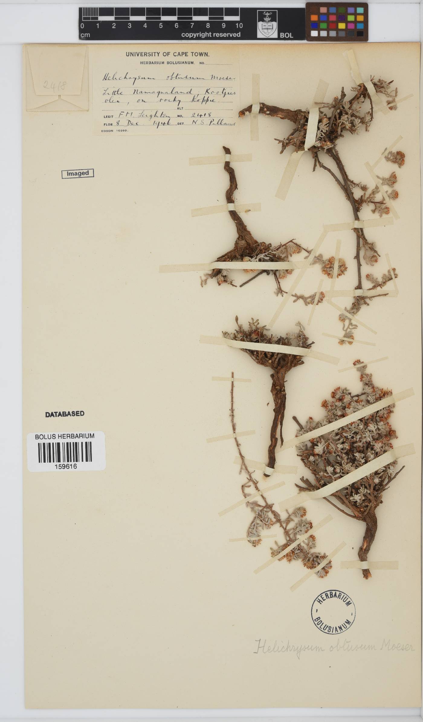 Helichrysum obtusum image