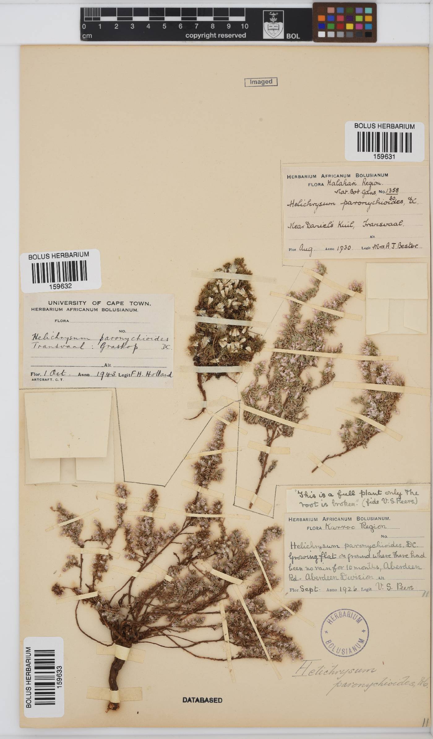 Helichrysum paronychioides image