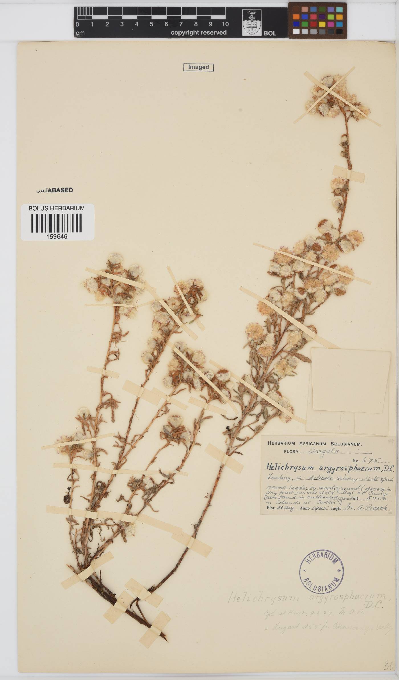 Helichrysum argyrosphaerum image