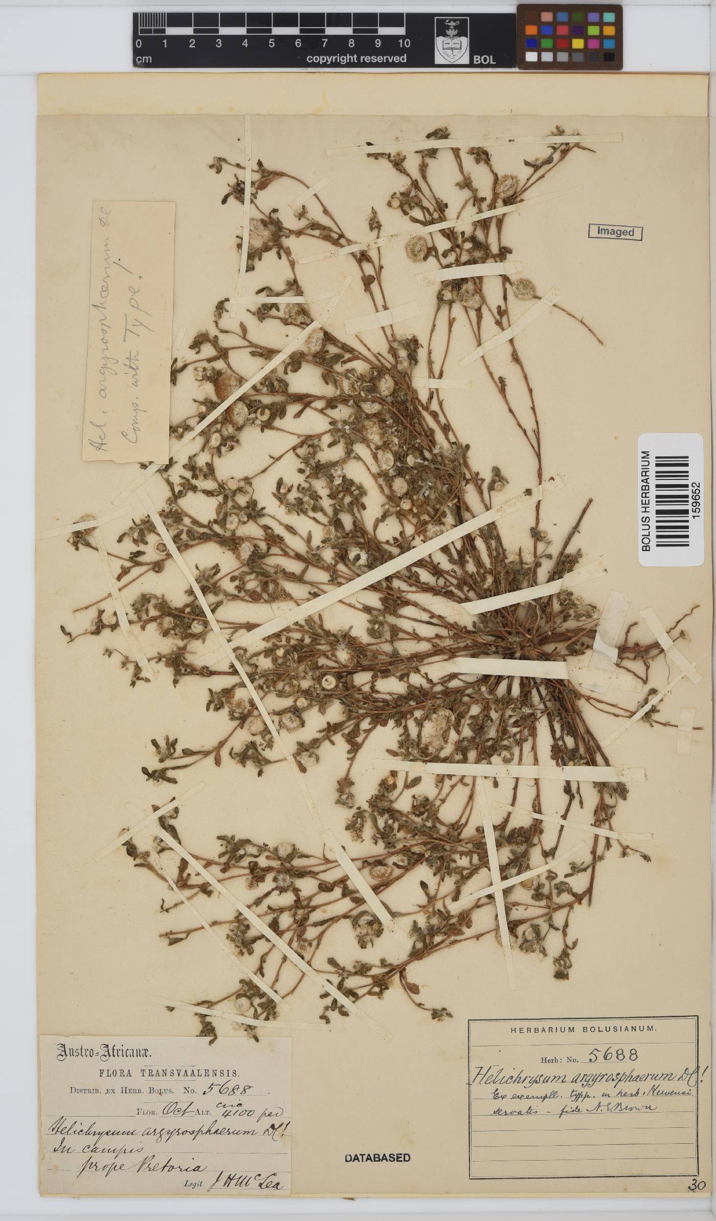 Helichrysum argyrosphaerum image
