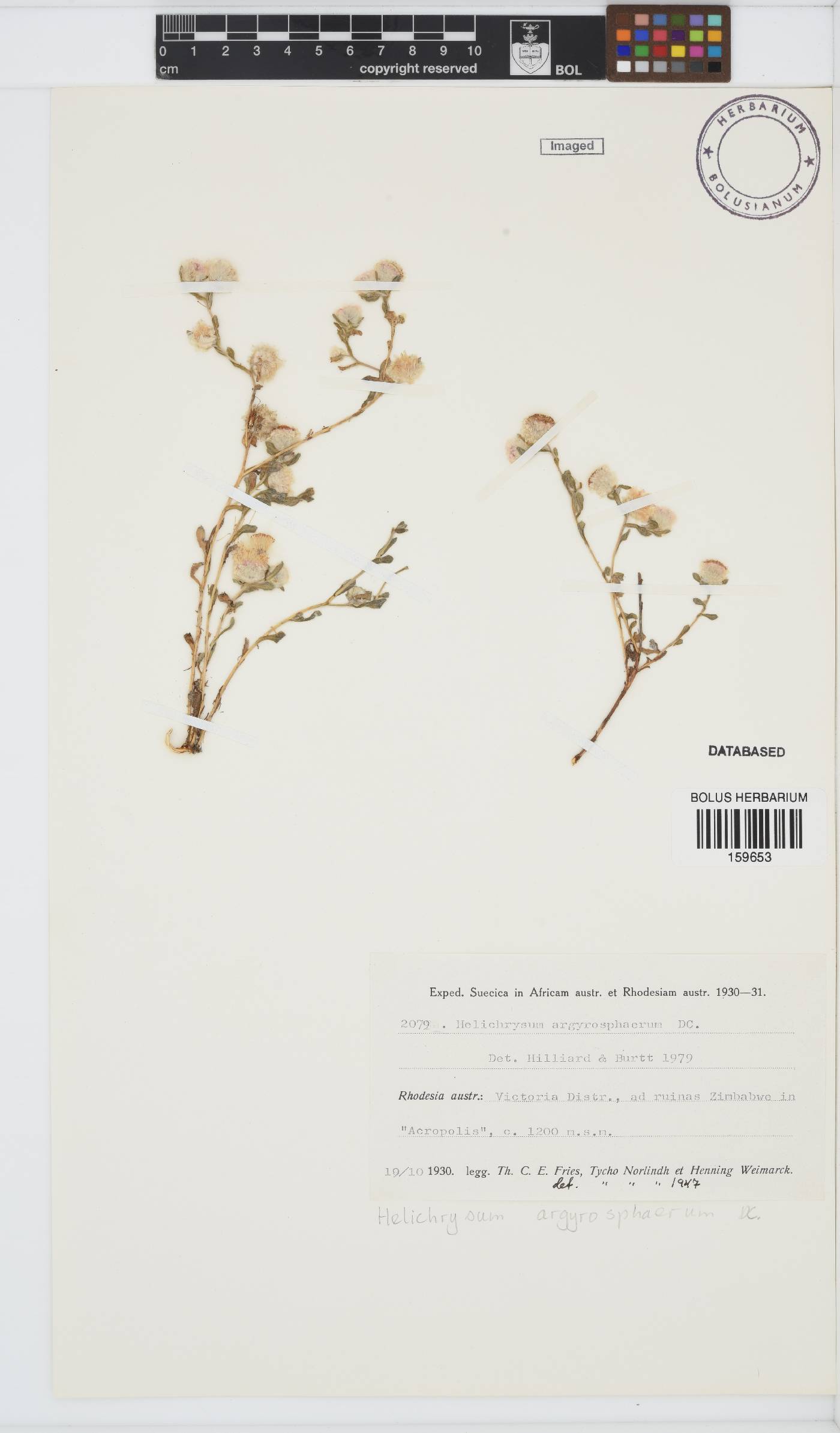 Helichrysum argyrosphaerum image