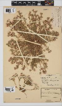 Helichrysum argyrosphaerum image