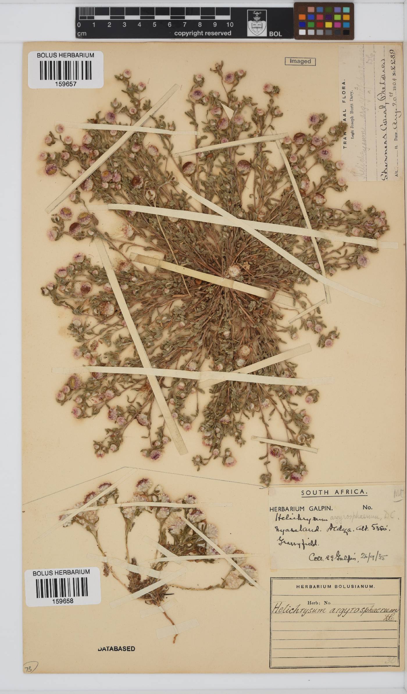 Helichrysum argyrosphaerum image