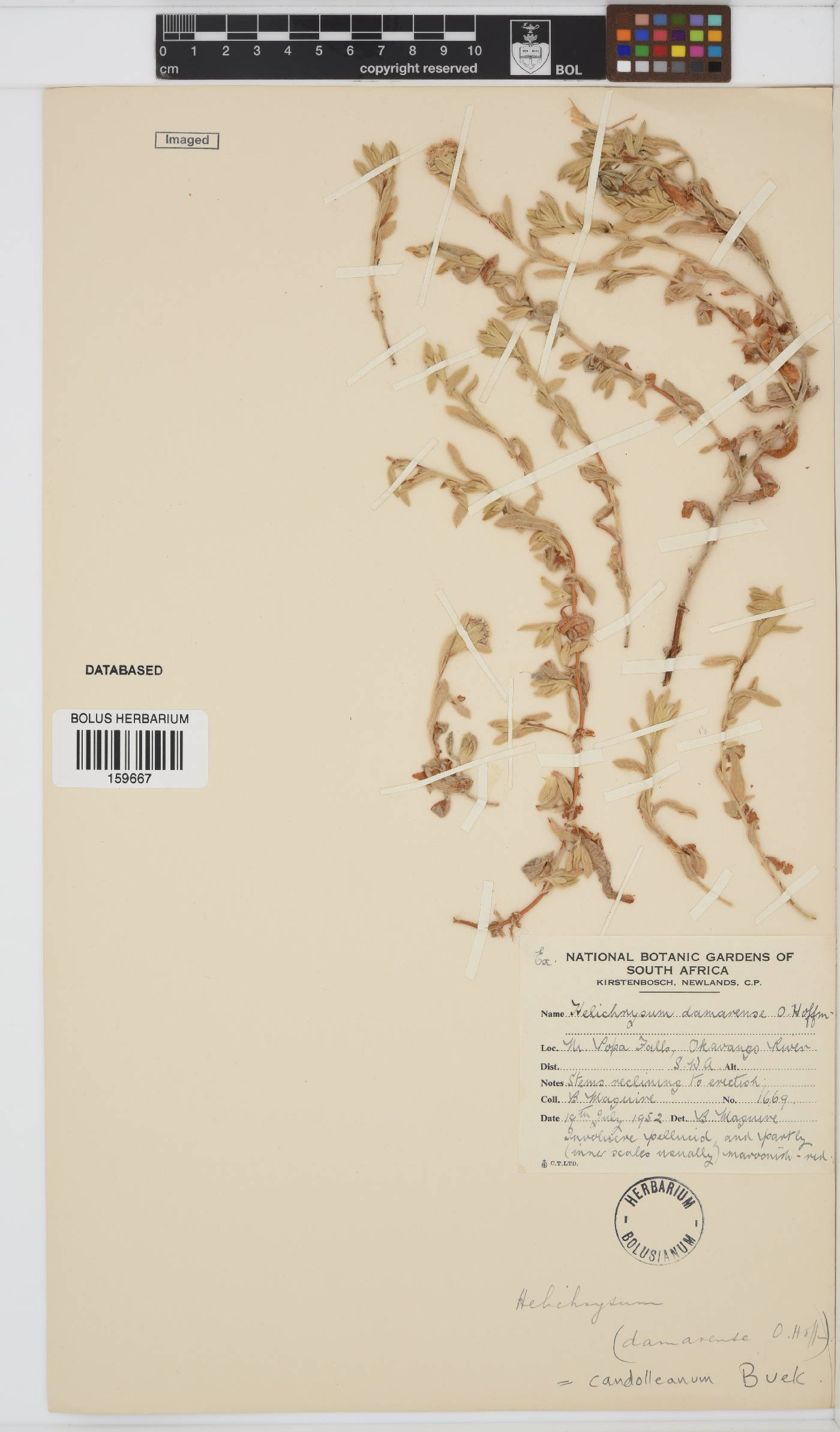 Helichrysum candolleanum image