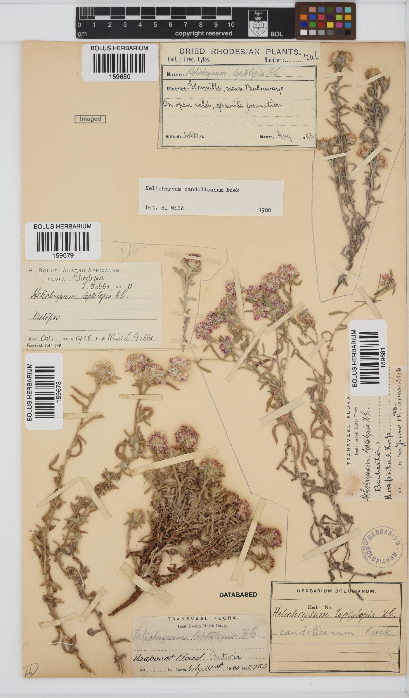 Helichrysum candolleanum image