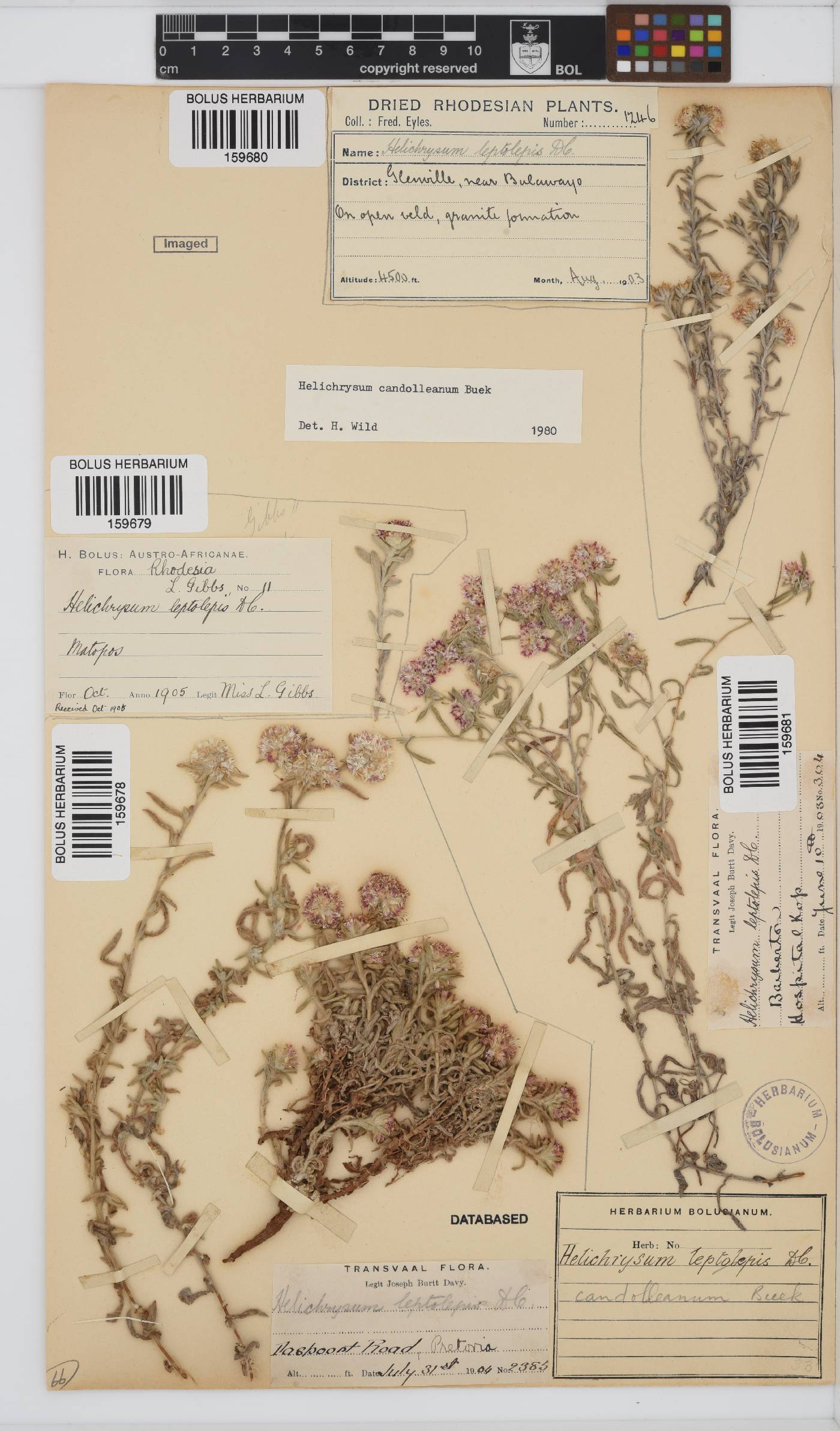 Helichrysum candolleanum image