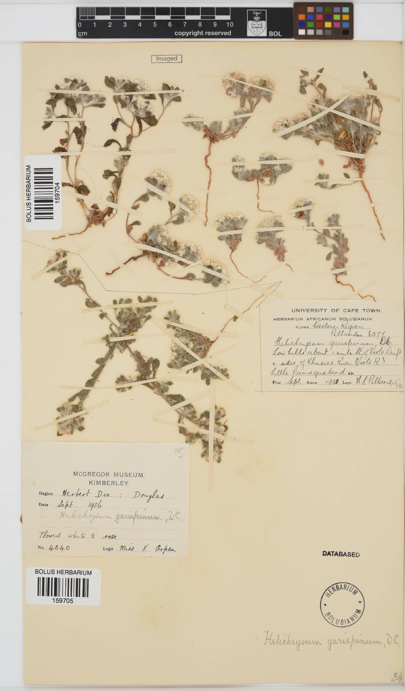 Helichrysum gariepinum image