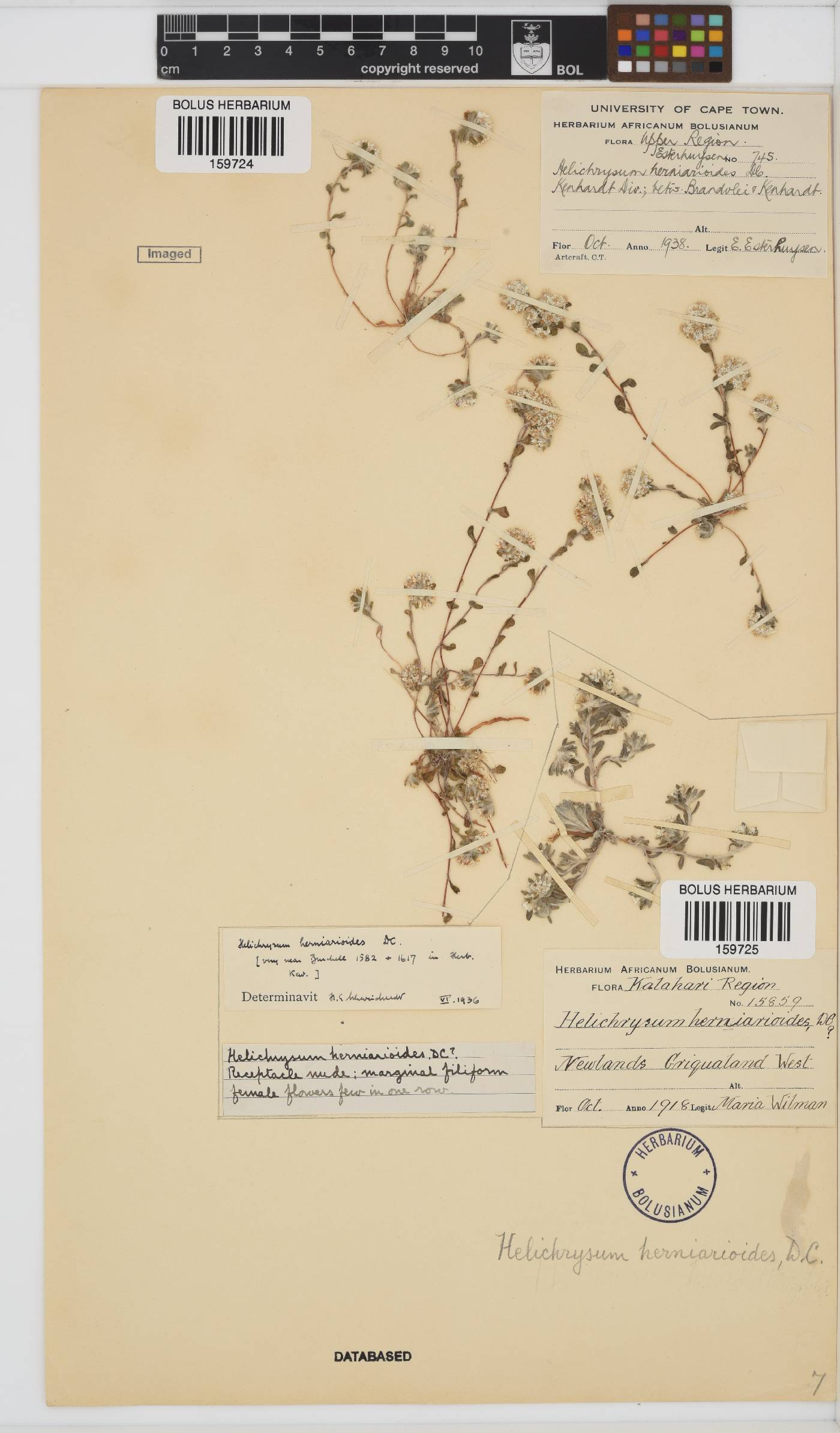 Helichrysum herniarioides image