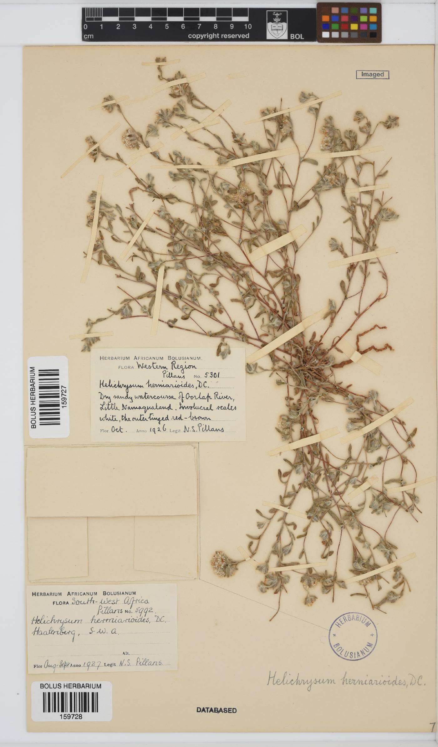 Helichrysum herniarioides image