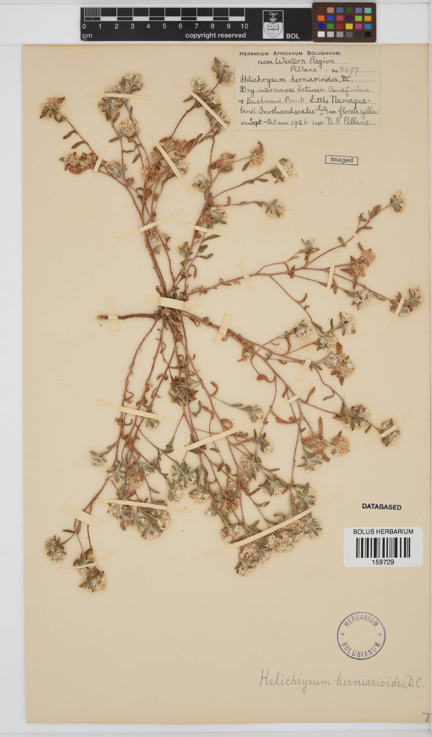 Helichrysum herniarioides image