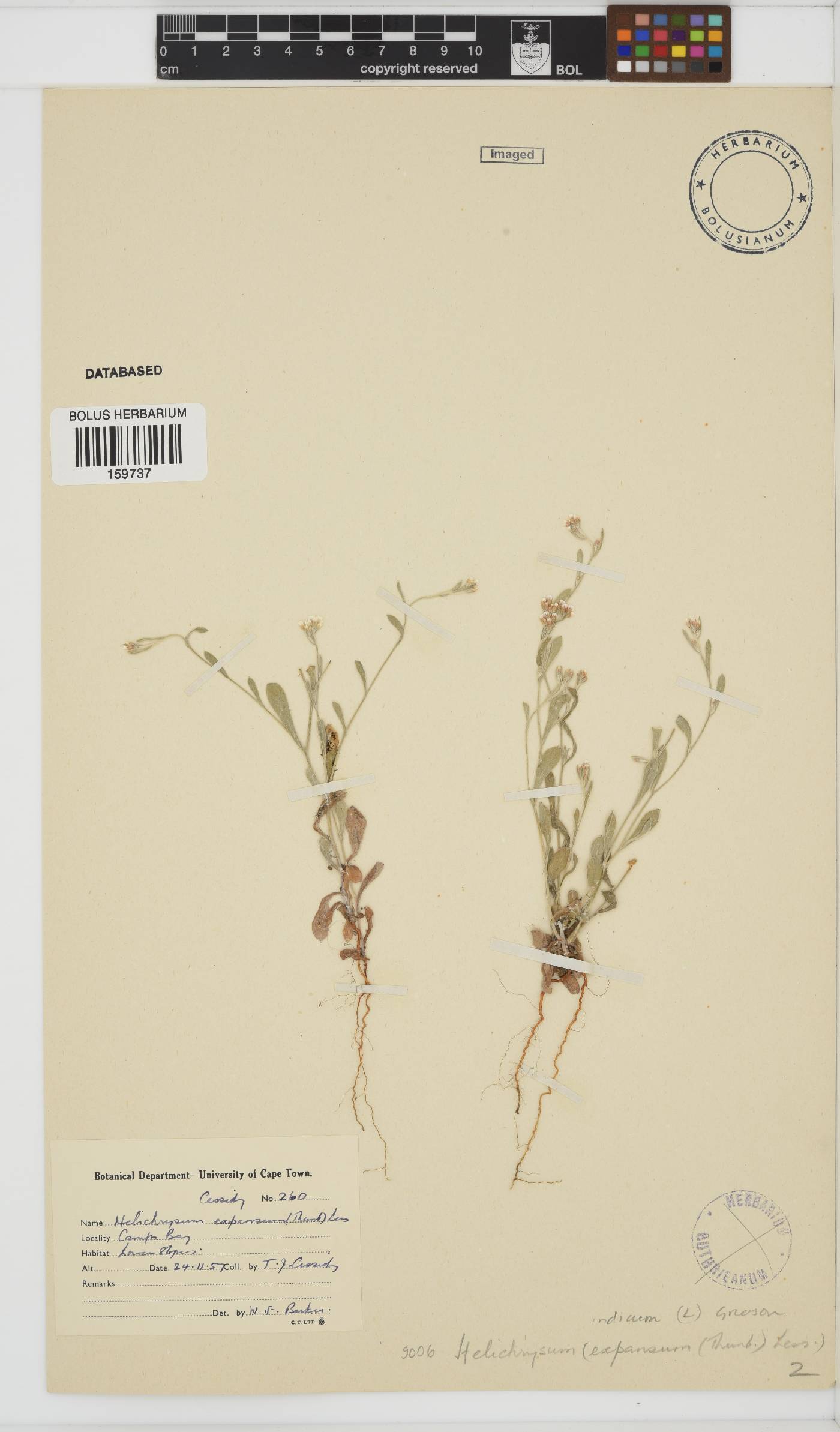 Helichrysum indicum image