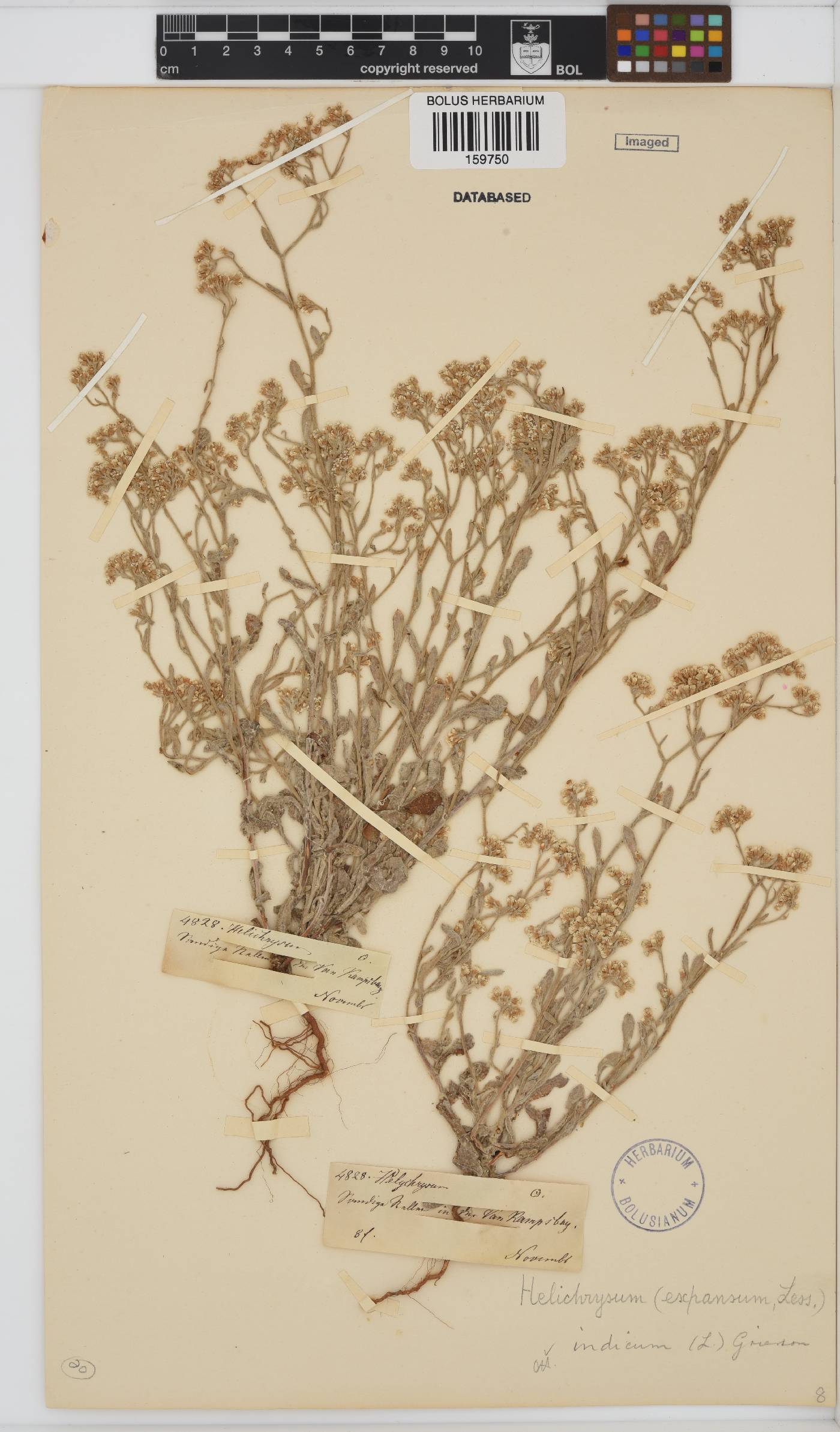 Helichrysum indicum image