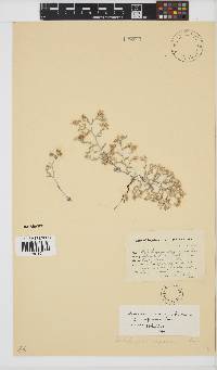 Helichrysum indicum image