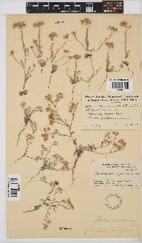 Helichrysum indicum image