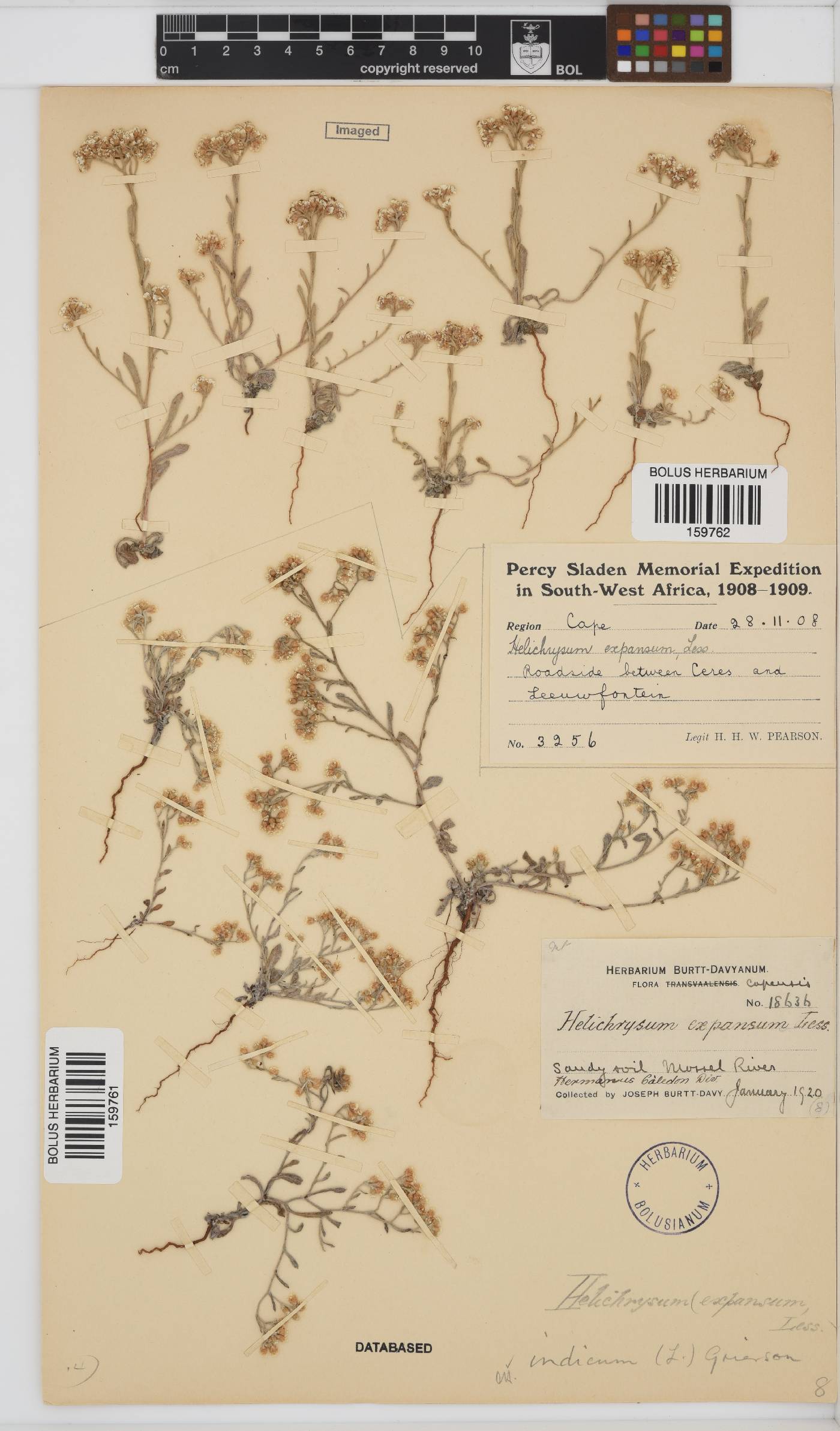 Helichrysum indicum image
