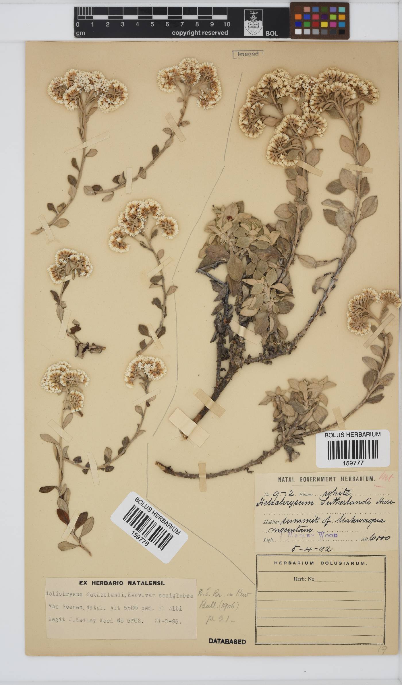 Helichrysum sutherlandii image