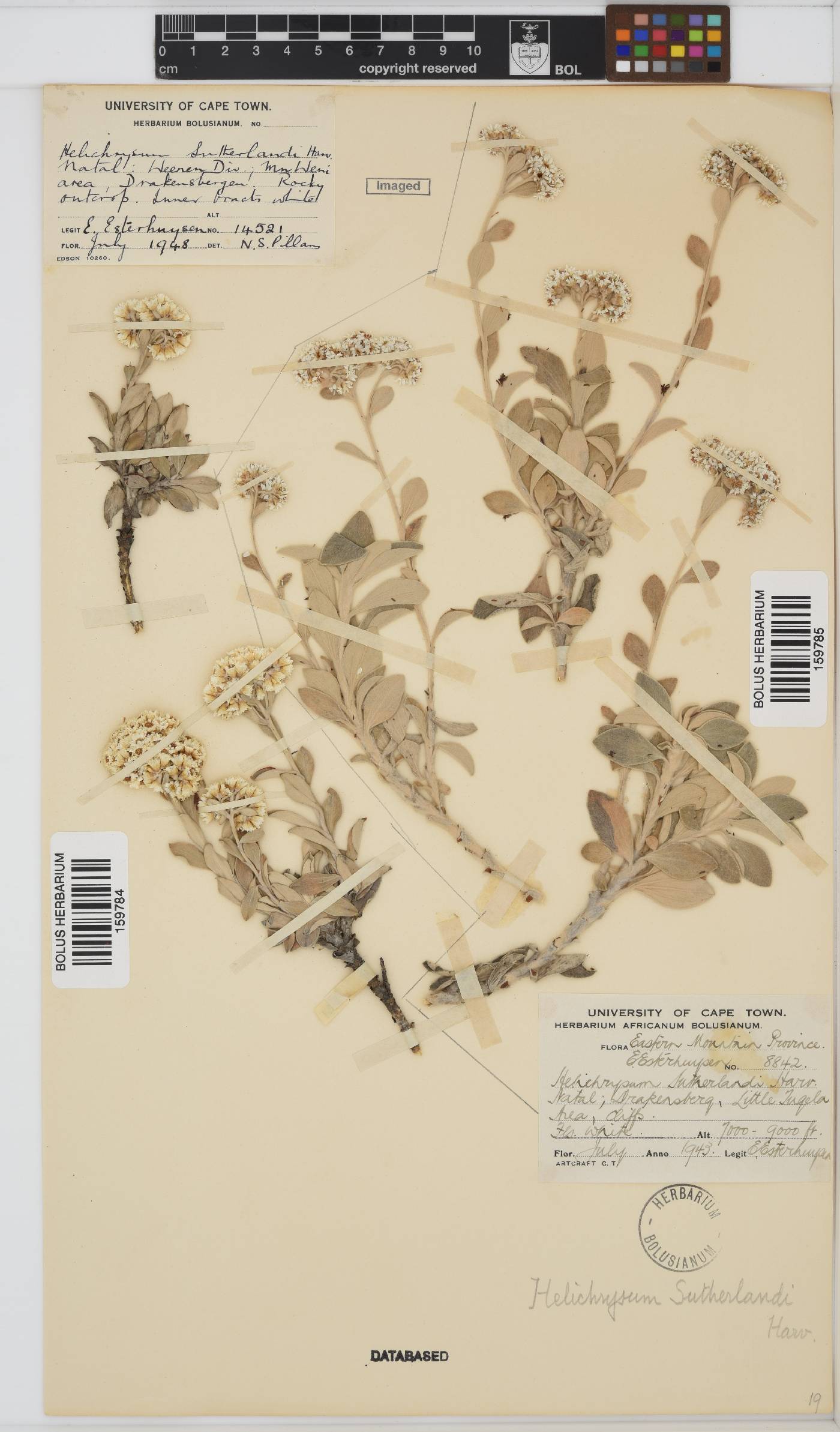 Helichrysum sutherlandii image