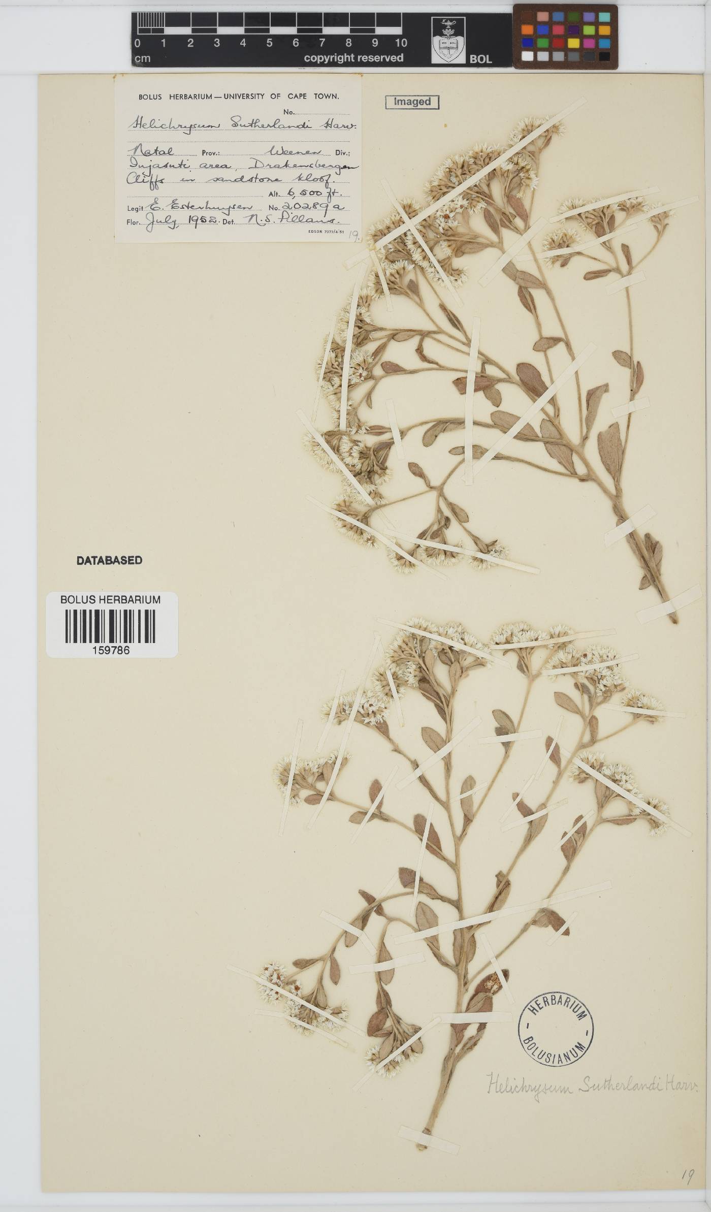 Helichrysum sutherlandii image